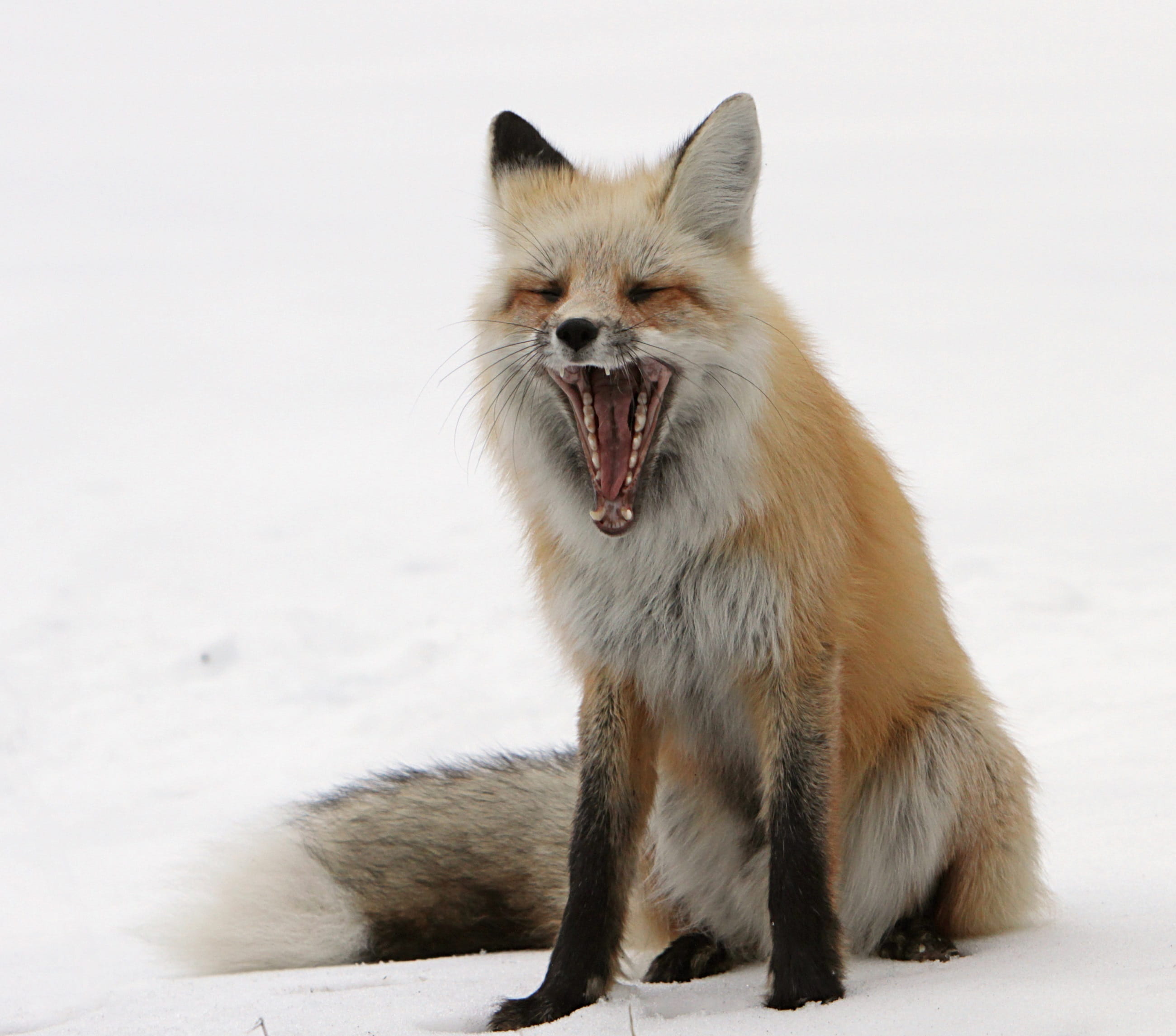 animal, snow, no people, animals in the wild, nature, mammal, yawning, red fox, Fox, sitting, predator, cold temperature, wild, daytime, white color, furry, HD Wallpaper
