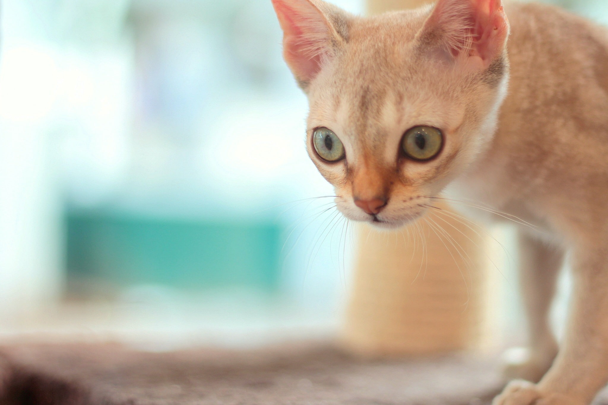 coated, cat, eyes, orange, 1080P, look, short, bokeh, muzzle, HD Wallpaper