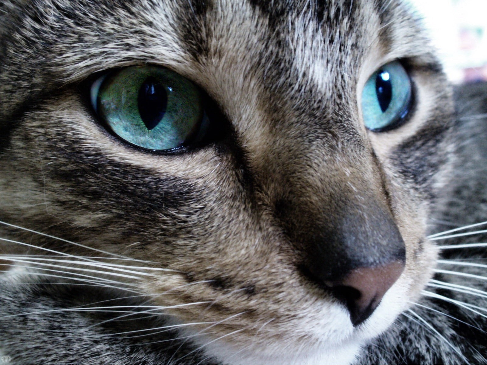 young Animal, animal Nose, cat, fur, domestic Animals, short, animal Eye, domestic, animal body part, no people, pets, gray, feline, surprise, muzzle, animal themes, HD Wallpaper