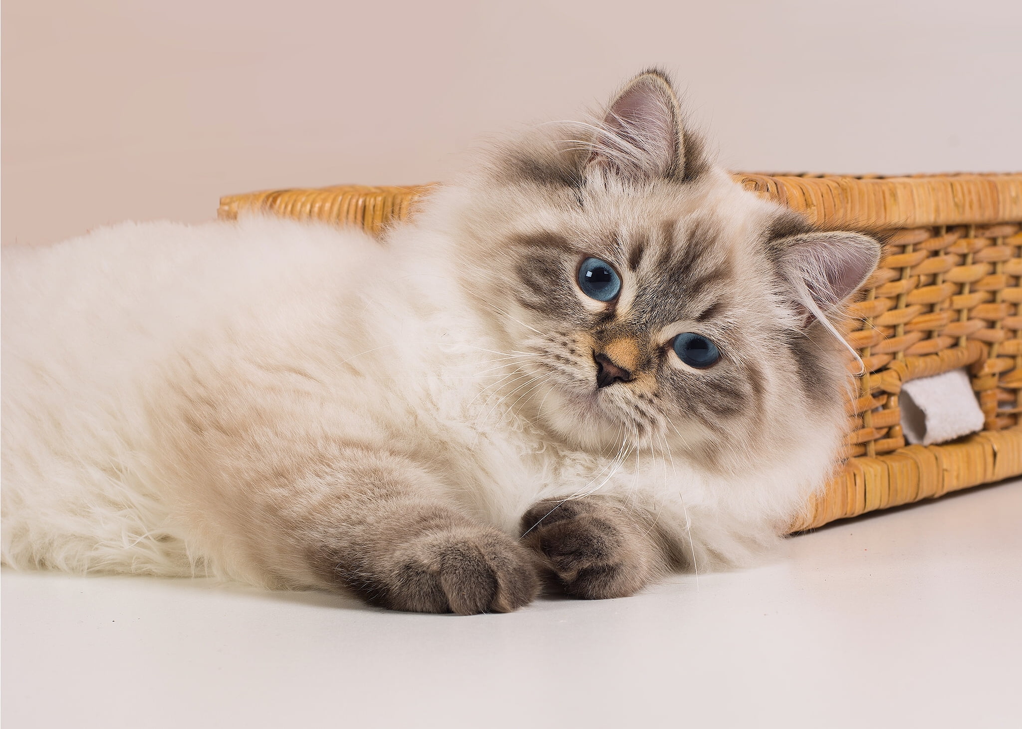 domestic cat, brown, indoors, animal themes, portrait, cute, pets, domestic animals, persian cat, domestic, mammal, blue eyes, relaxation, looking at camera, HD Wallpaper