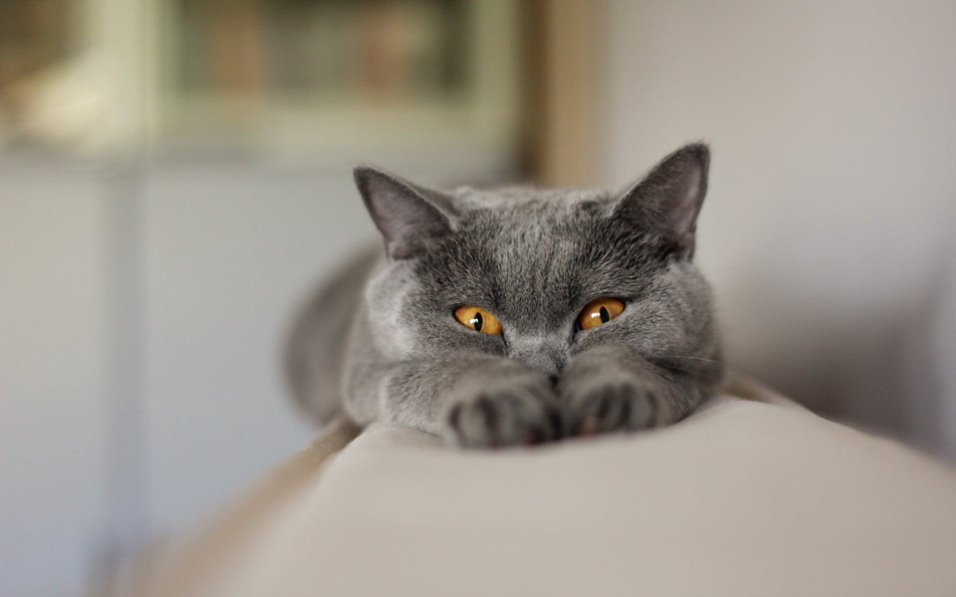 domestic Cat, no people, cat, muzzle, whisker, looking, domestic Animals, indoors, lying Down, cute, thick, fluffy, sitting, animal Eye, white, close-up, HD Wallpaper