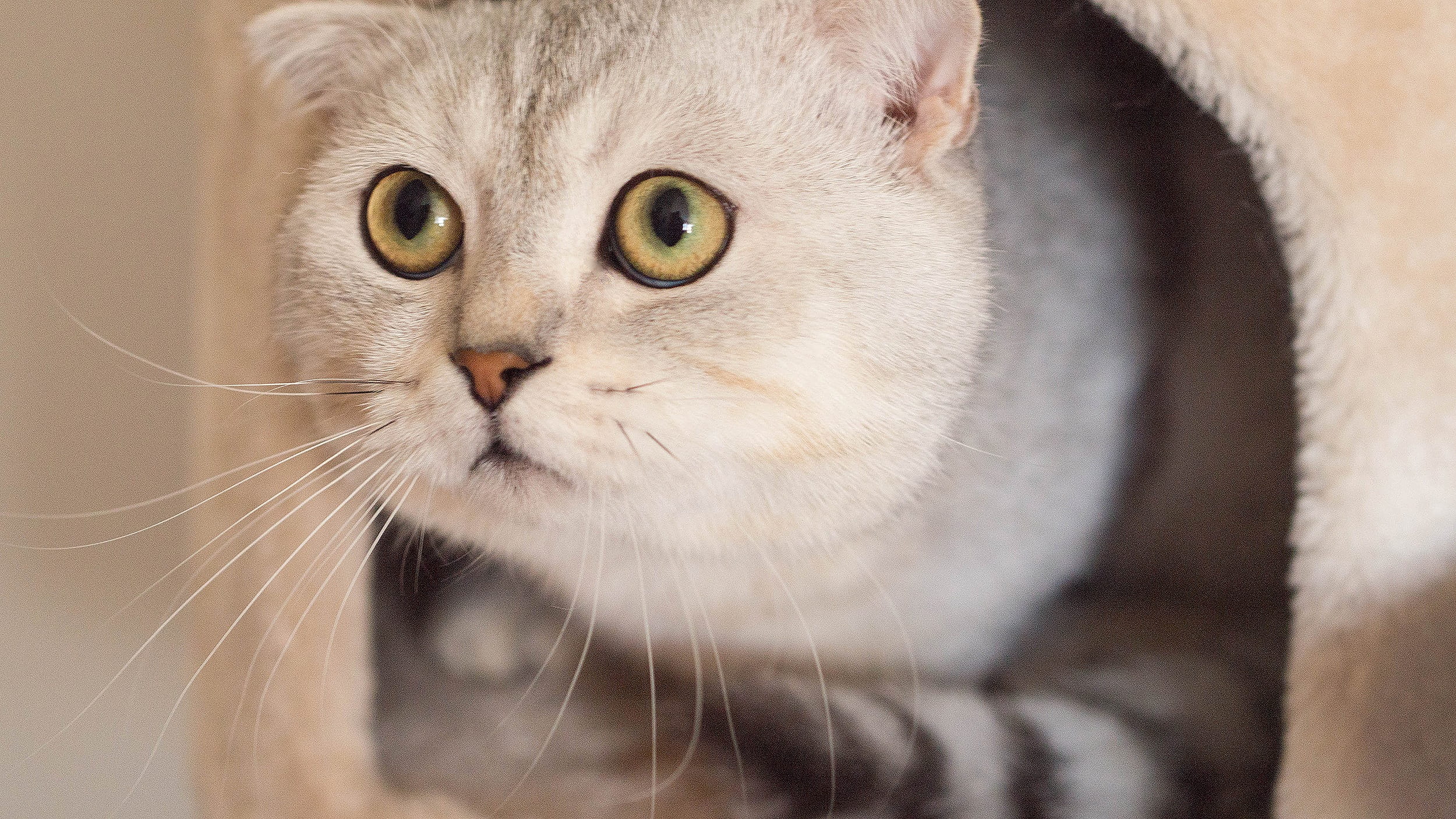 vertebrate, hair, kitty, white, bed, mammal, 1080P, adorable, cute cat, feline, hiding, animal head, short, gray, looking, domestic animals, no people, HD Wallpaper