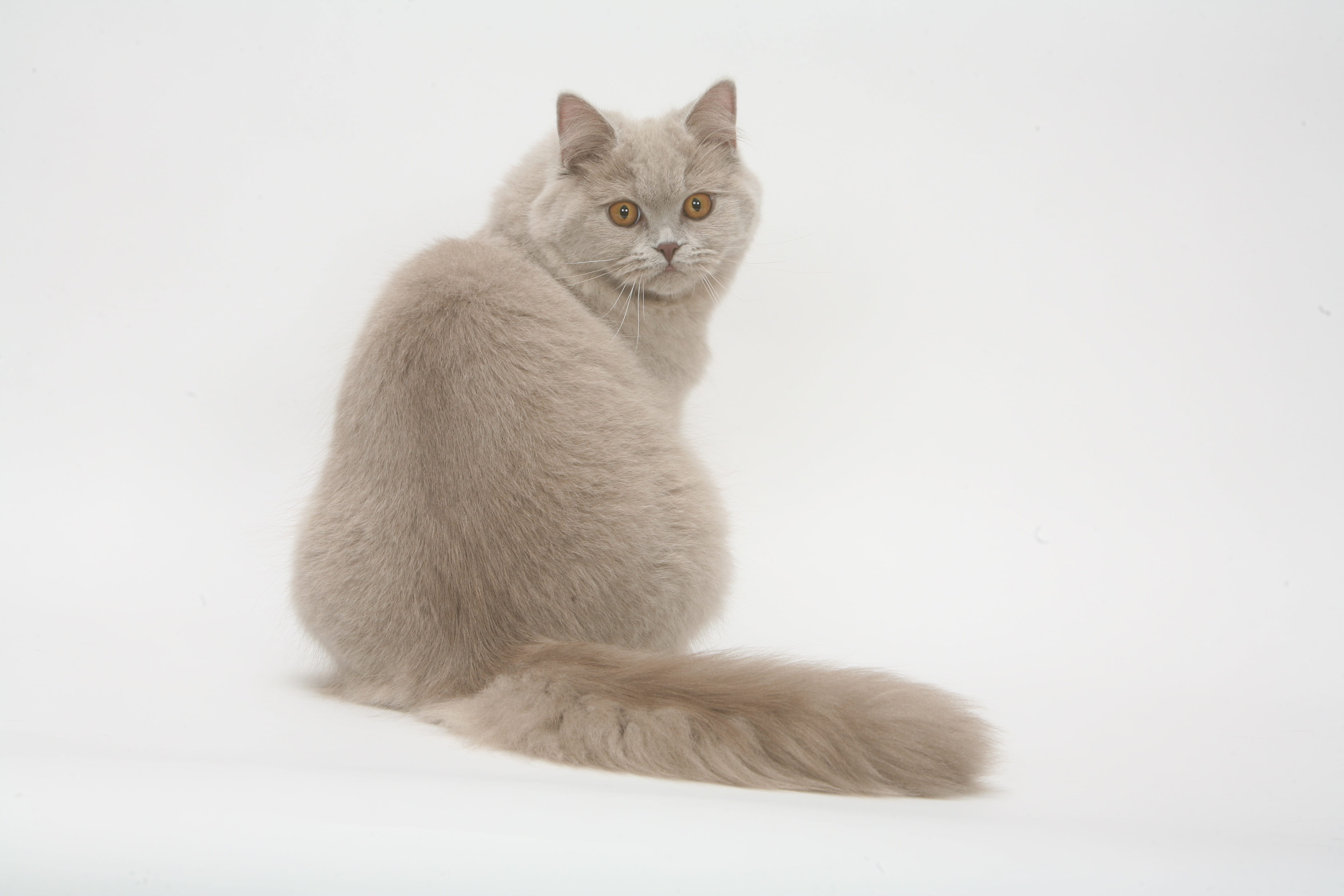 full length, cats, whisker, blue, mammal, vertebrate, fur, feline, studio shot, 4K, domestic Cat, Cat, indoors, cute, white background, looking at camera, HD Wallpaper
