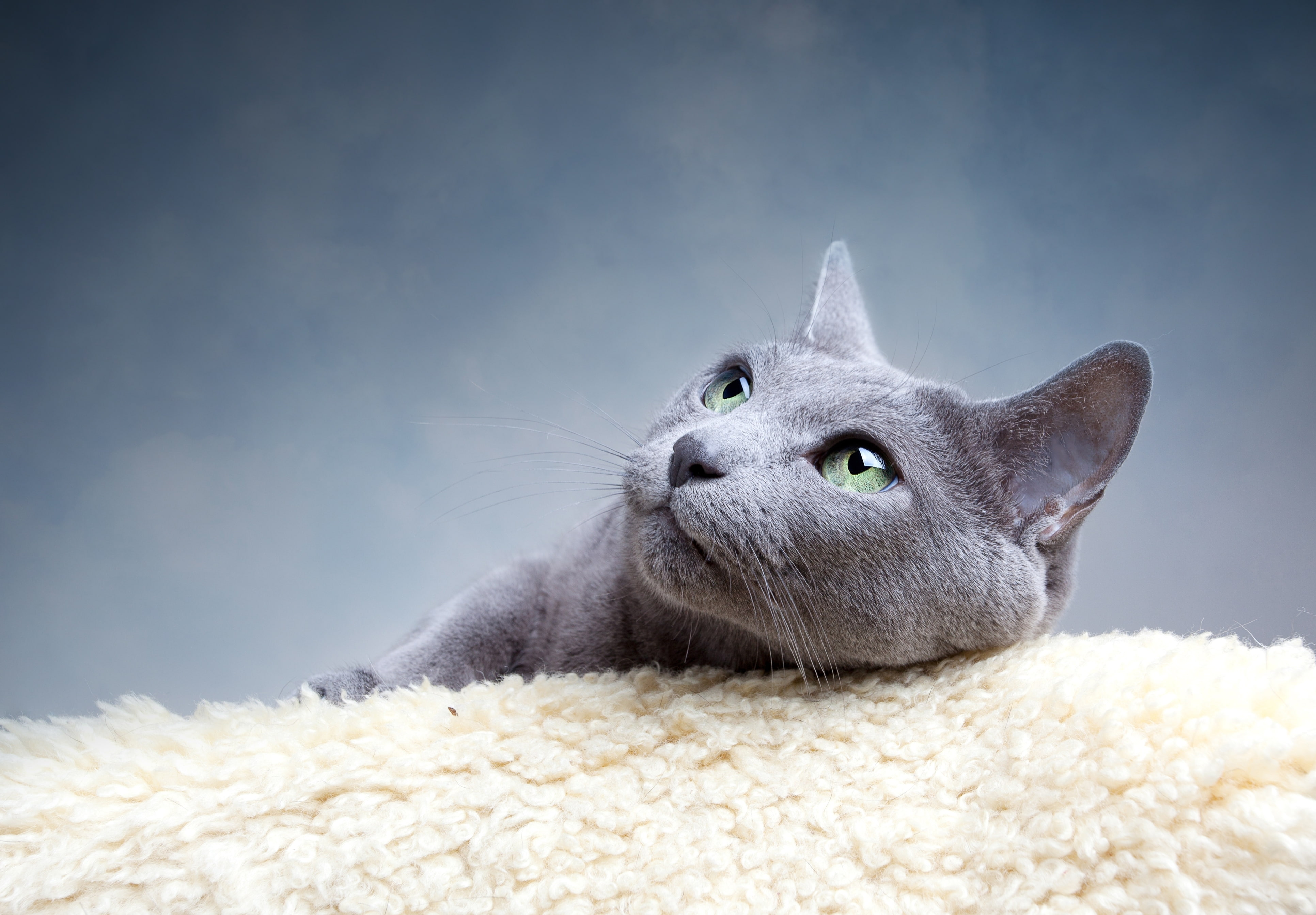 vertebrate, indoors, animal head, gray background, haired, domestic, look, blue, Russian, studio shot, domestic animals, 4K, mustache, gray, whisker, no people, HD Wallpaper