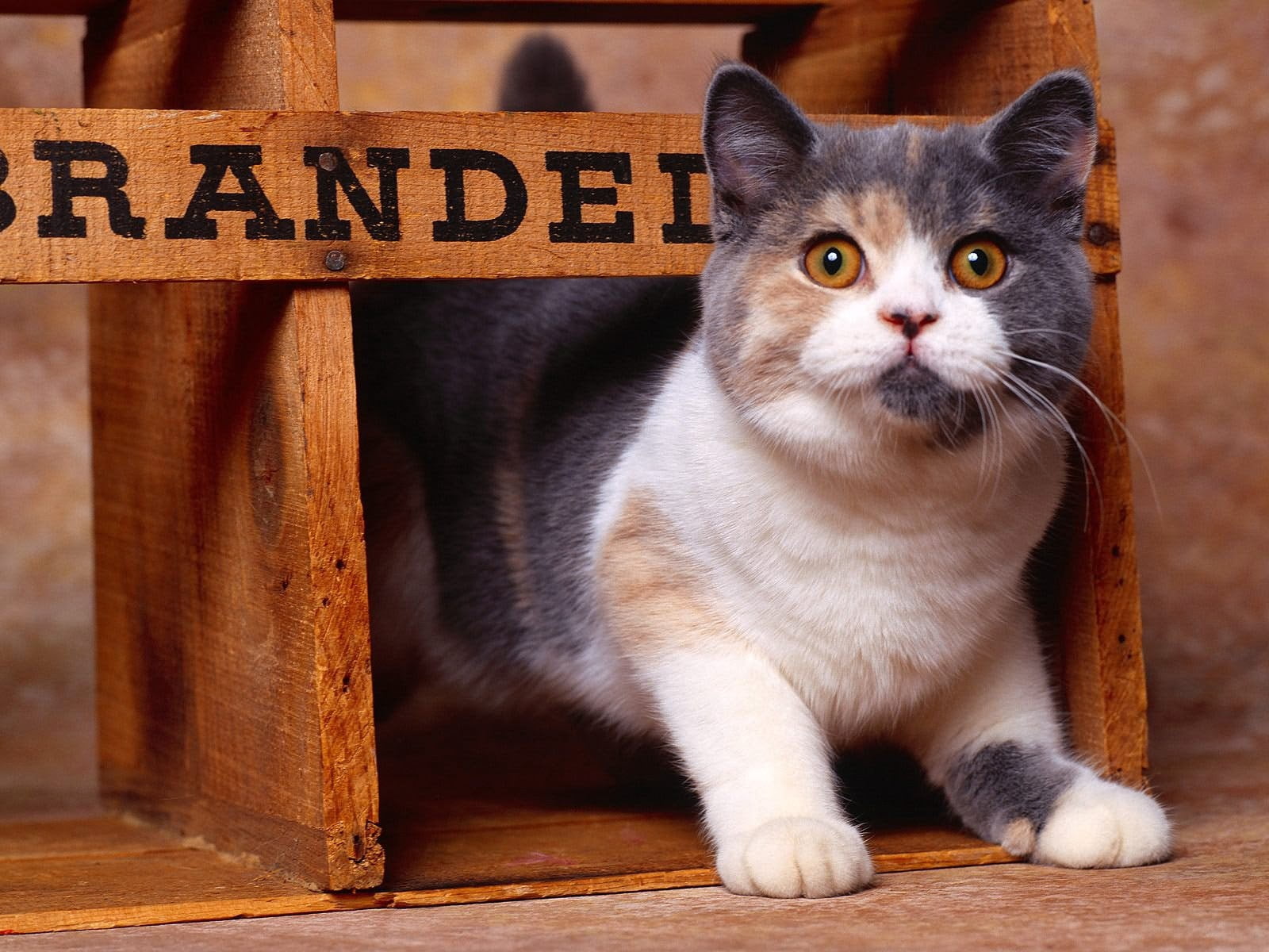 gray, white, domestic animals, muzzle, animal, cat, coated, wood - material, domestic, feline, sign, mammal, look out, looking at camera, spotted, domestic cat, HD Wallpaper