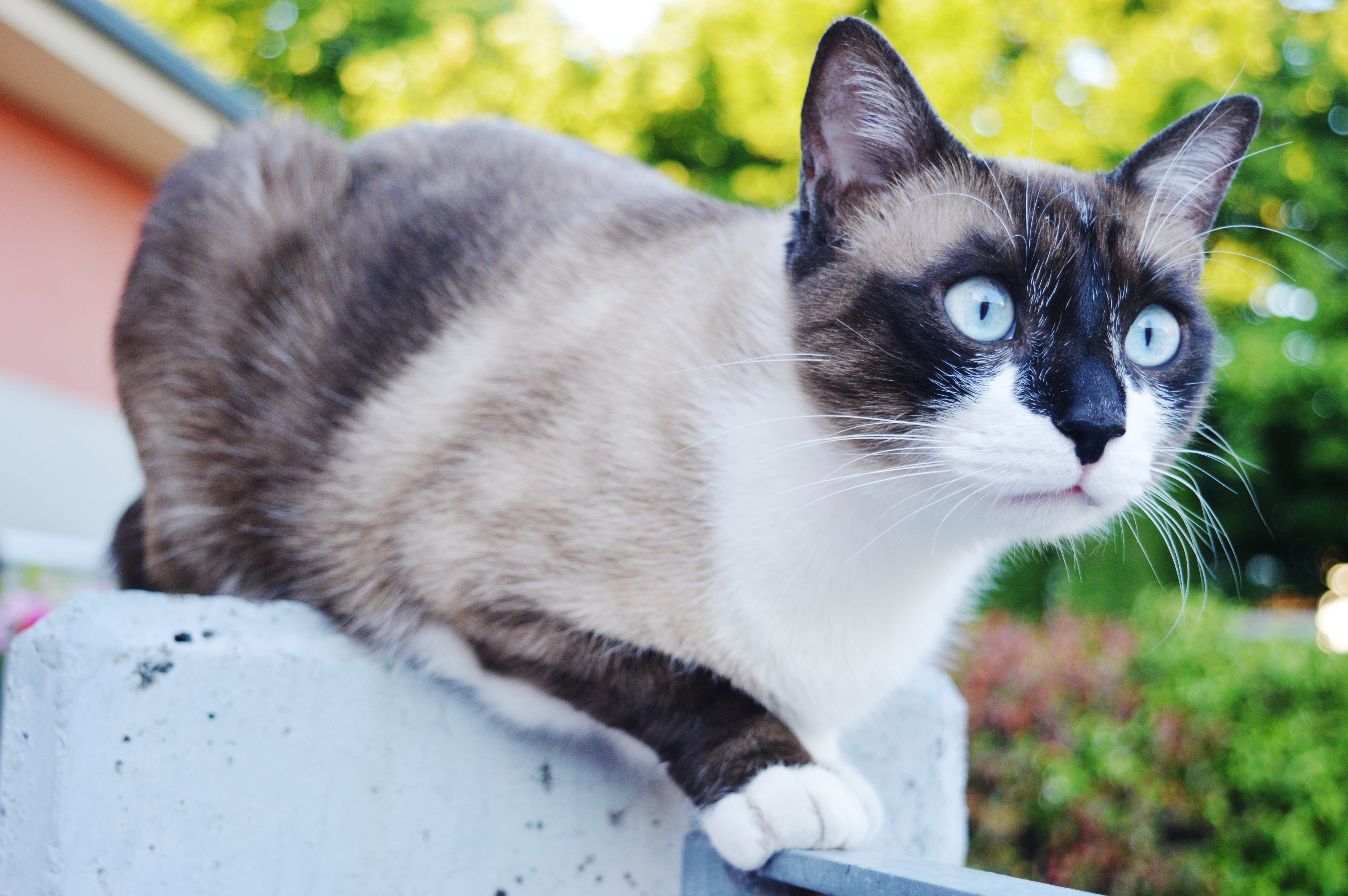 day, pets, Cat, kitten, Eyes, beauty, animal eye, domestic Animals, eye, domestic, concrete, feline, animal themes, cats, whisker, domestic Cat, Siamese, HD Wallpaper