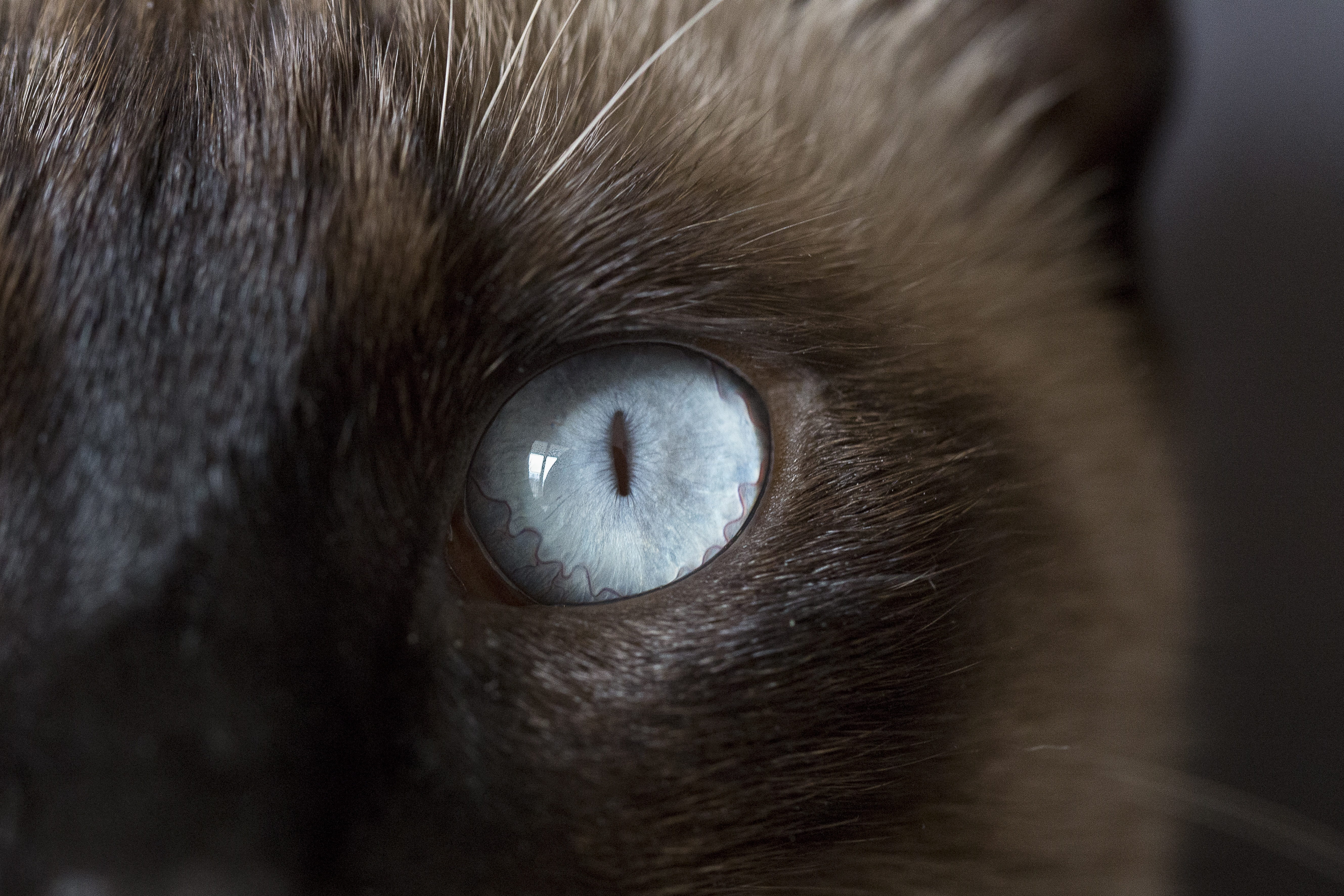 iris, animal themes, domestic, siamese cat, domestic cat, animal eye, view, animal hair, body part, no people, animal, animal wildlife, cat, closeup, eye, HD Wallpaper