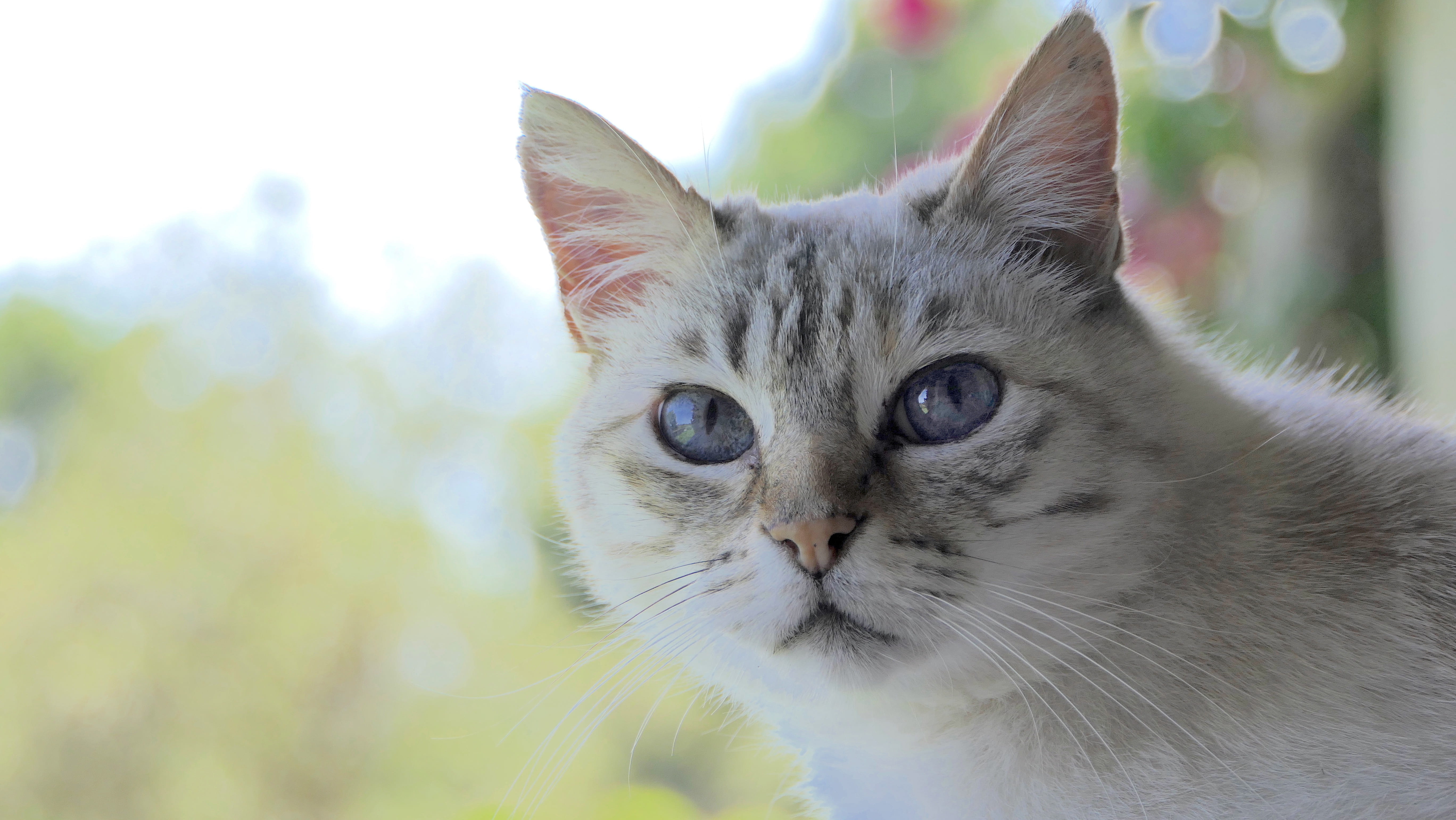 animal body part, tabby, white grey, blue eyes, portrait, pets, animal head, domestic, photography, animal, no people, cute, fur, pet, vertebrate, HD Wallpaper