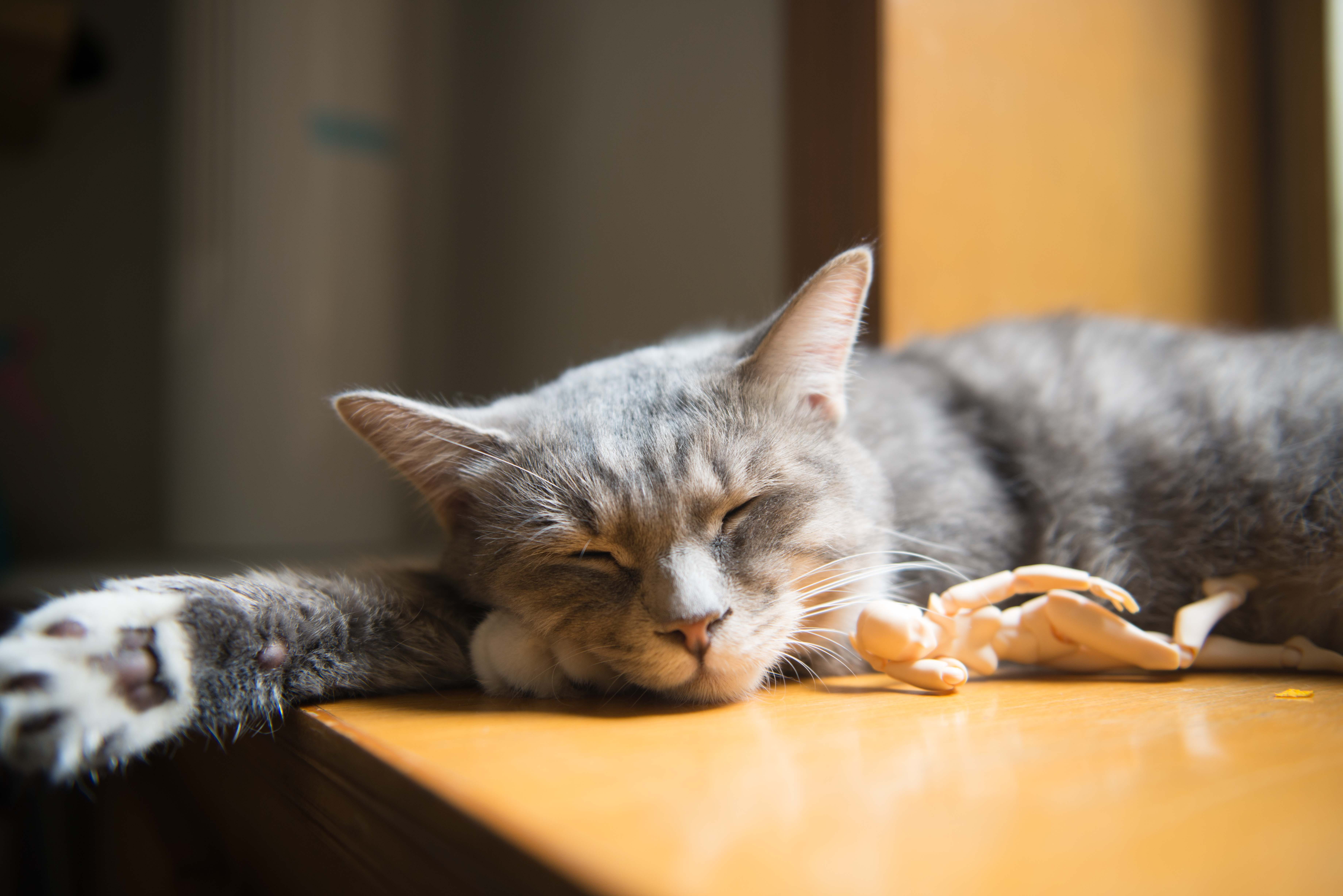 paw, toy, portrait, coated, mammal, feline, wooden, sleeping, adorable, resting, little, eyes closed, kitten, animal head, short, animal themes, young, HD Wallpaper