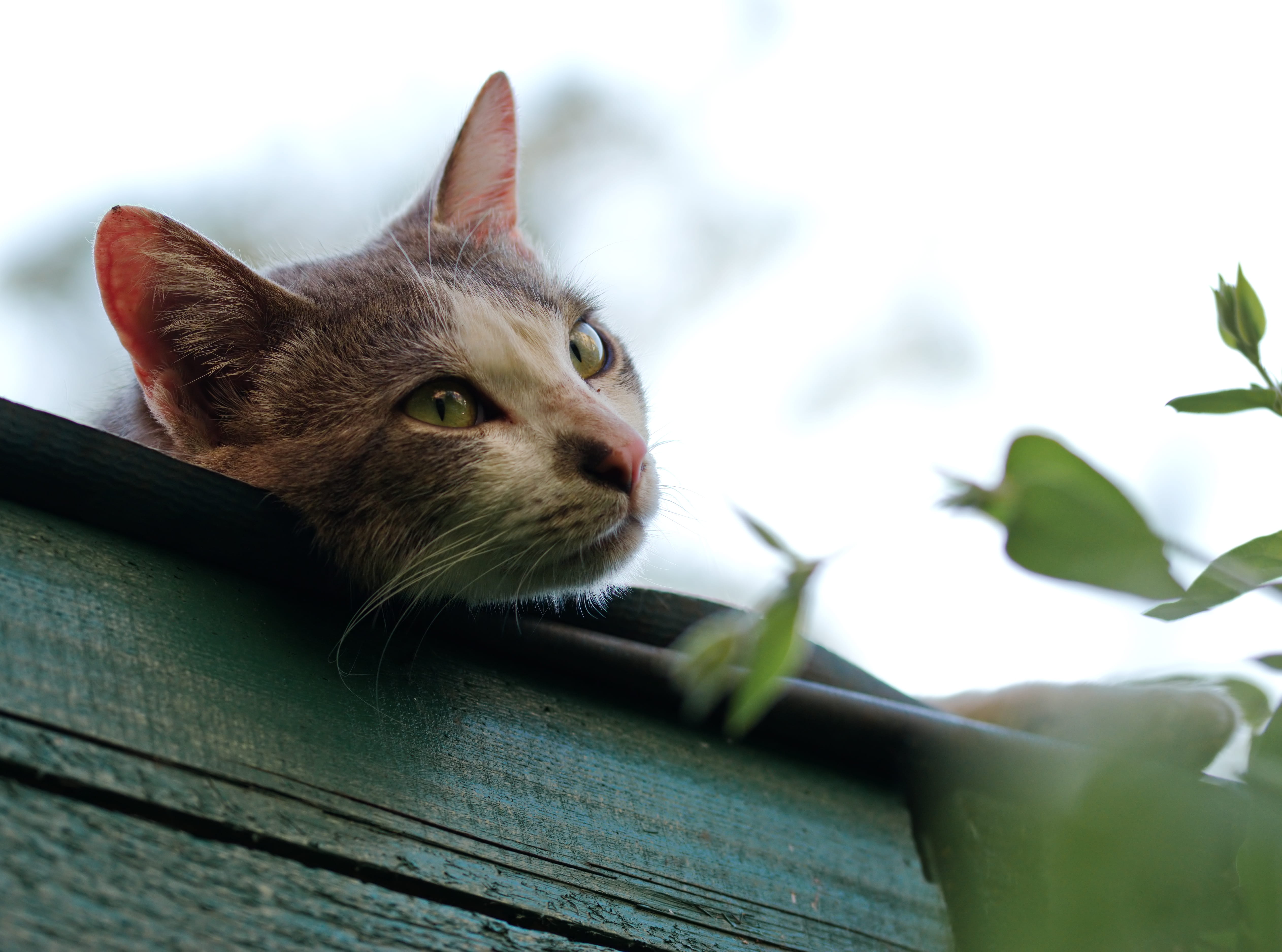 4K, whisker, leaves, curiosity, leaf, face, domestic animals, pets, plant part, plant, shallow, relaxation, eye, short, focus, looking, blur, young, gray, HD Wallpaper