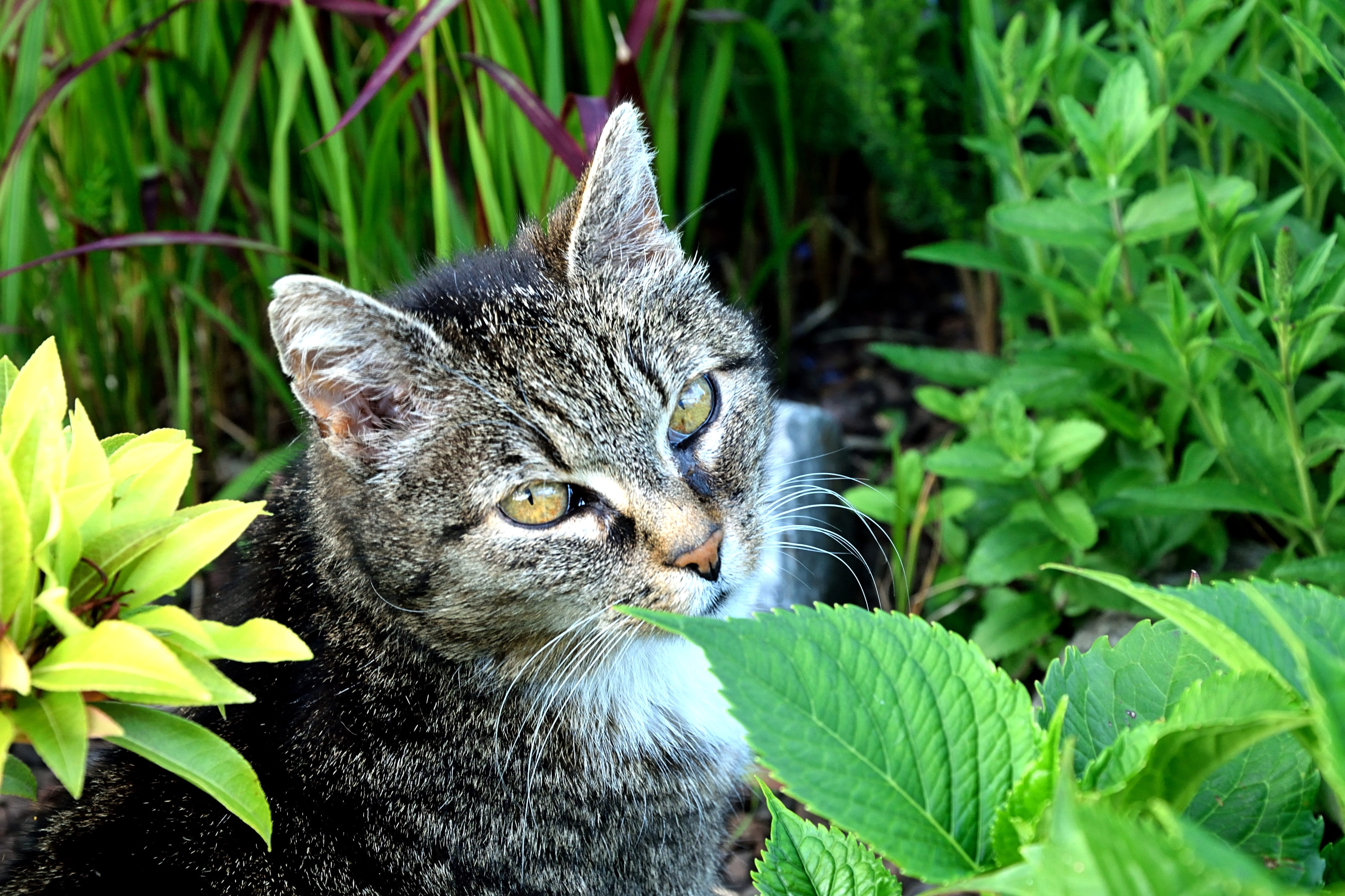 grass, eyes, pets, portrait, short, whiskers, gray, animal themes, leaf, white, plants, cat, whisker, one animal, depth of field, no people, green color, HD Wallpaper