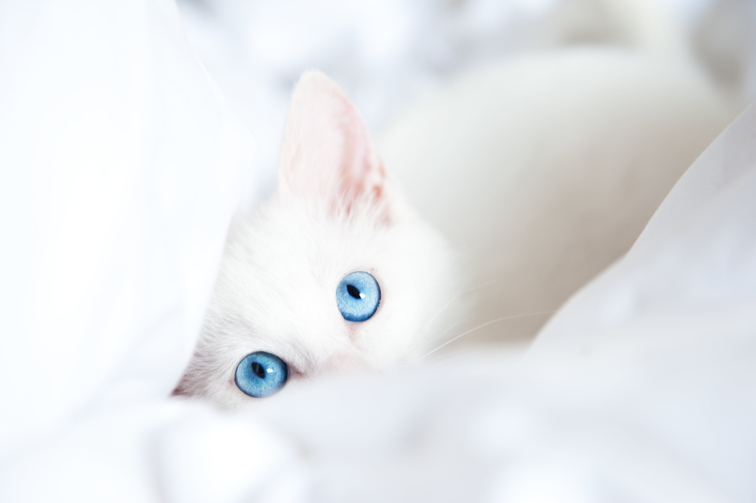 short, whisker, animal eye, white color, 2K, looking at camera, mammal, eye, fur, care, domestic, small, blanket, cute, curiosity, kitten, indoors, blue eyes, HD Wallpaper