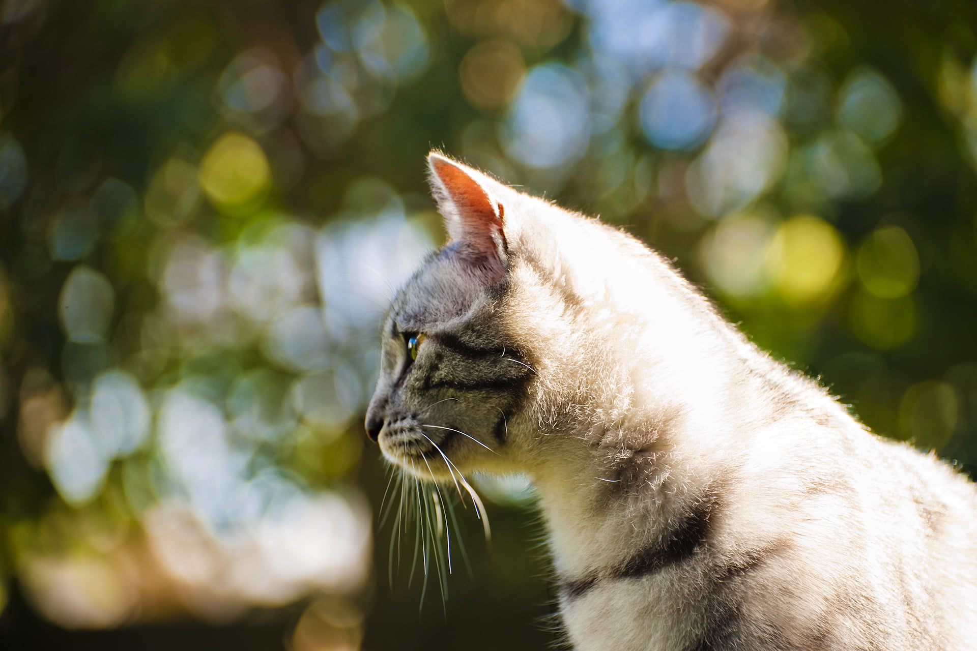domestic, domestic animals, mammal, cat, animal, 1080P, close-up, animal themes, profile view, pets, white, bokeh, looking, focus on foreground, background, HD Wallpaper
