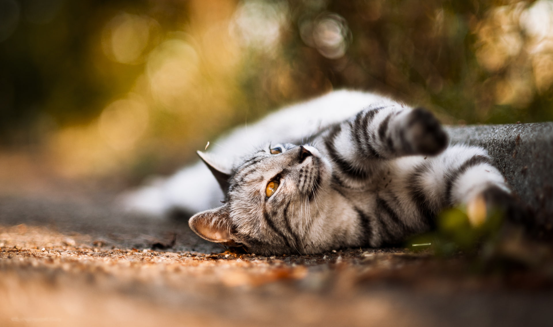 domestic, vertebrate, cat, no people, BOKEH, selective focus, 1080P, wool, EYES, animal themes, tabby, COLOR, animal, animal wildlife, black, HD Wallpaper