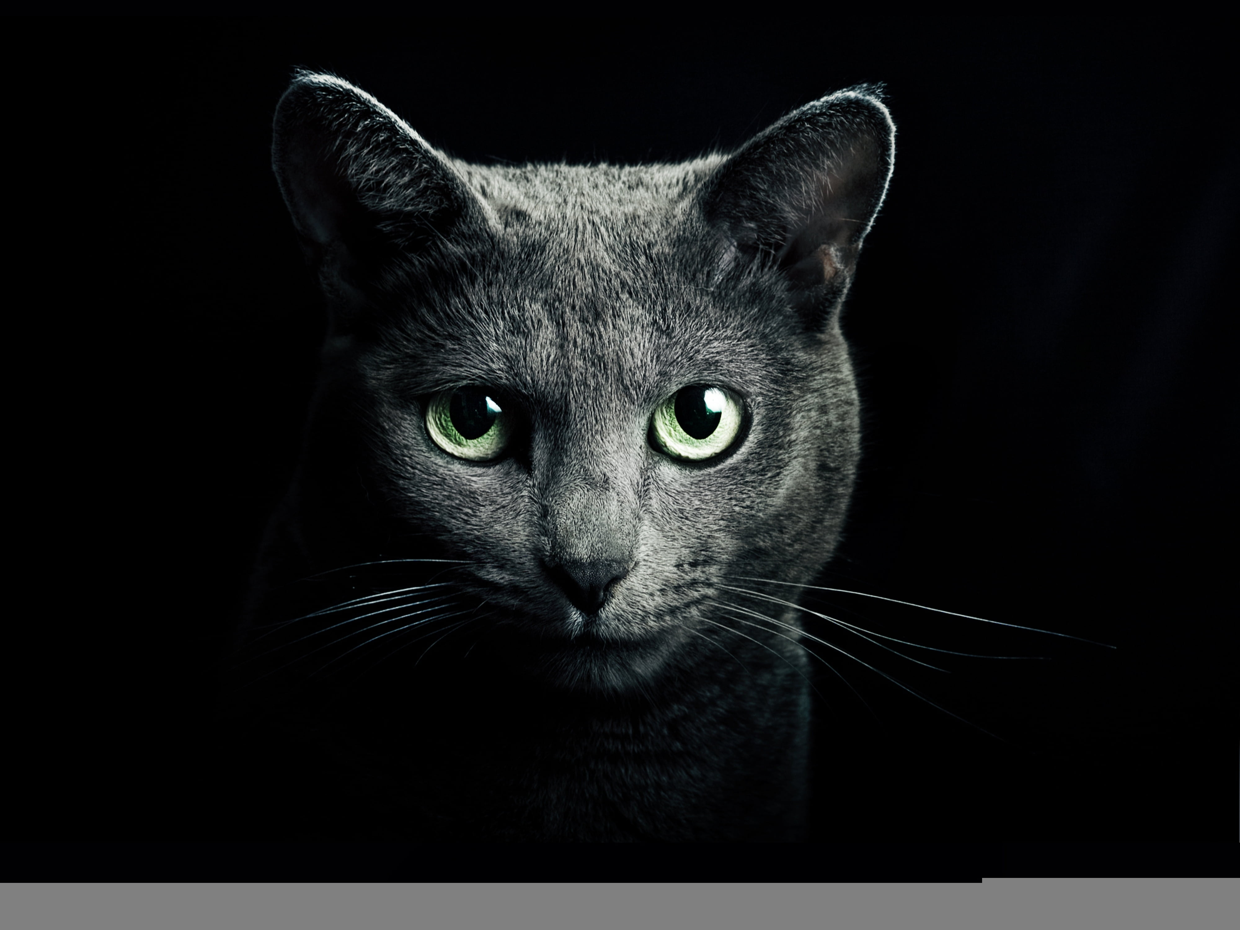 fur, one Animal, look, green, studio Shot, 4K, cute, yellow eyes, animal body part, portrait, beautiful, no people, sitting, animal Eye, mammal, pets, HD Wallpaper