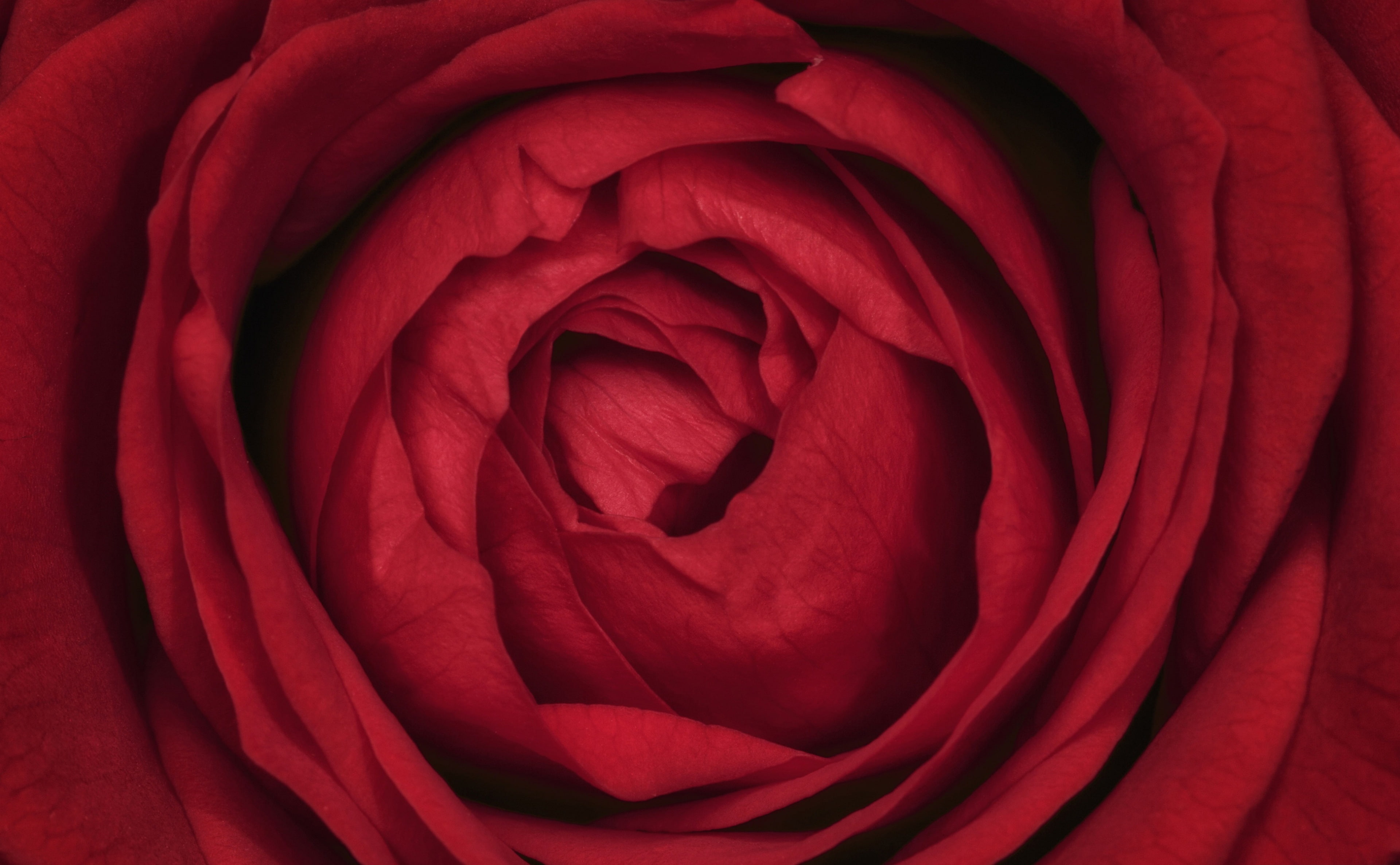 nature, petal, inflorescence, Flower, Closeup, redrose, Love, full frame, freshness, Valentine, softness, Passion, close-up, Aero, Petals, positive emotion, HD Wallpaper