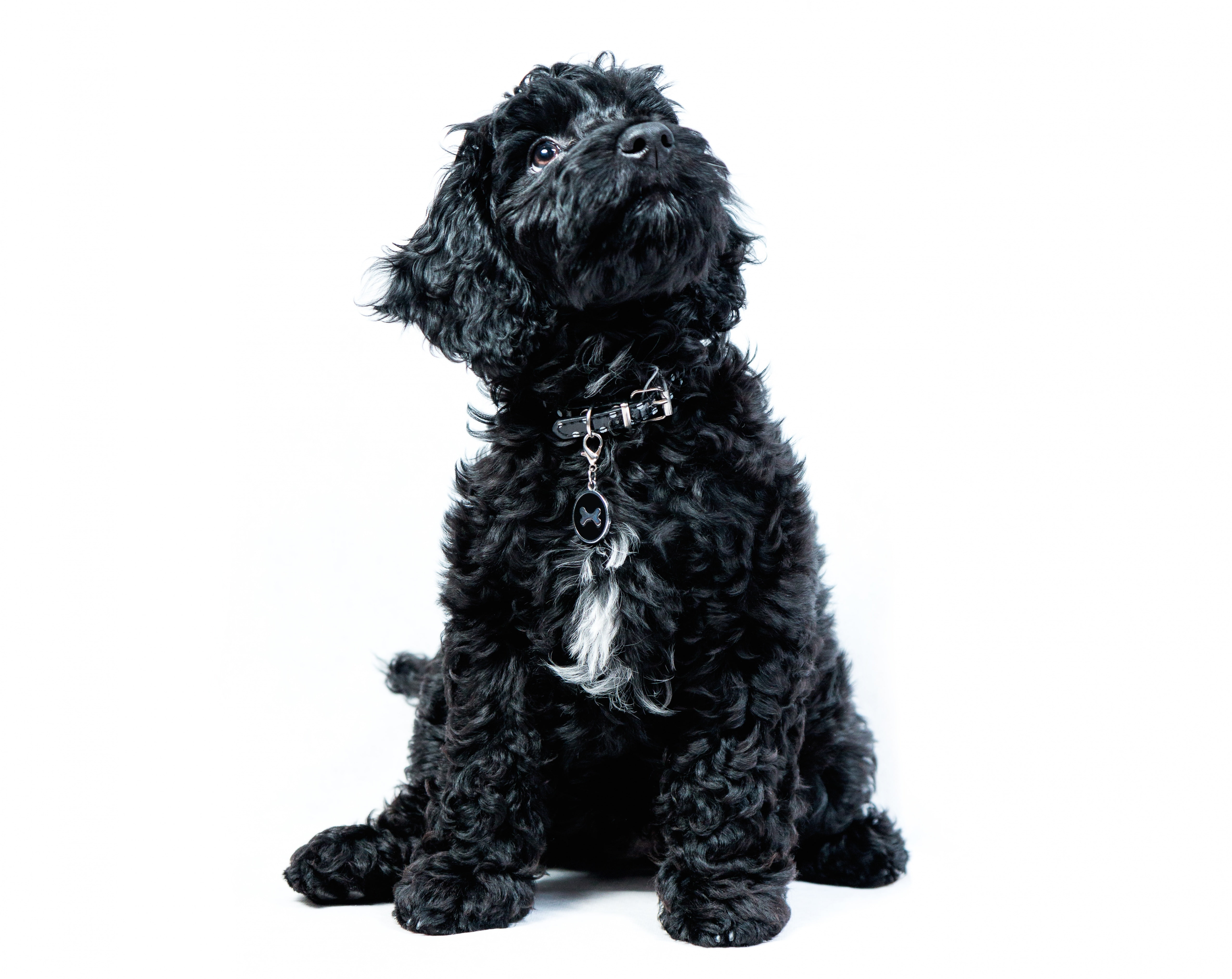 dog, white background, spoodle, Cute, cut out, animal, profile view, small, looking, domestic animals, animal themes, canine, animal hair, vertebrate, cockapoo, HD Wallpaper
