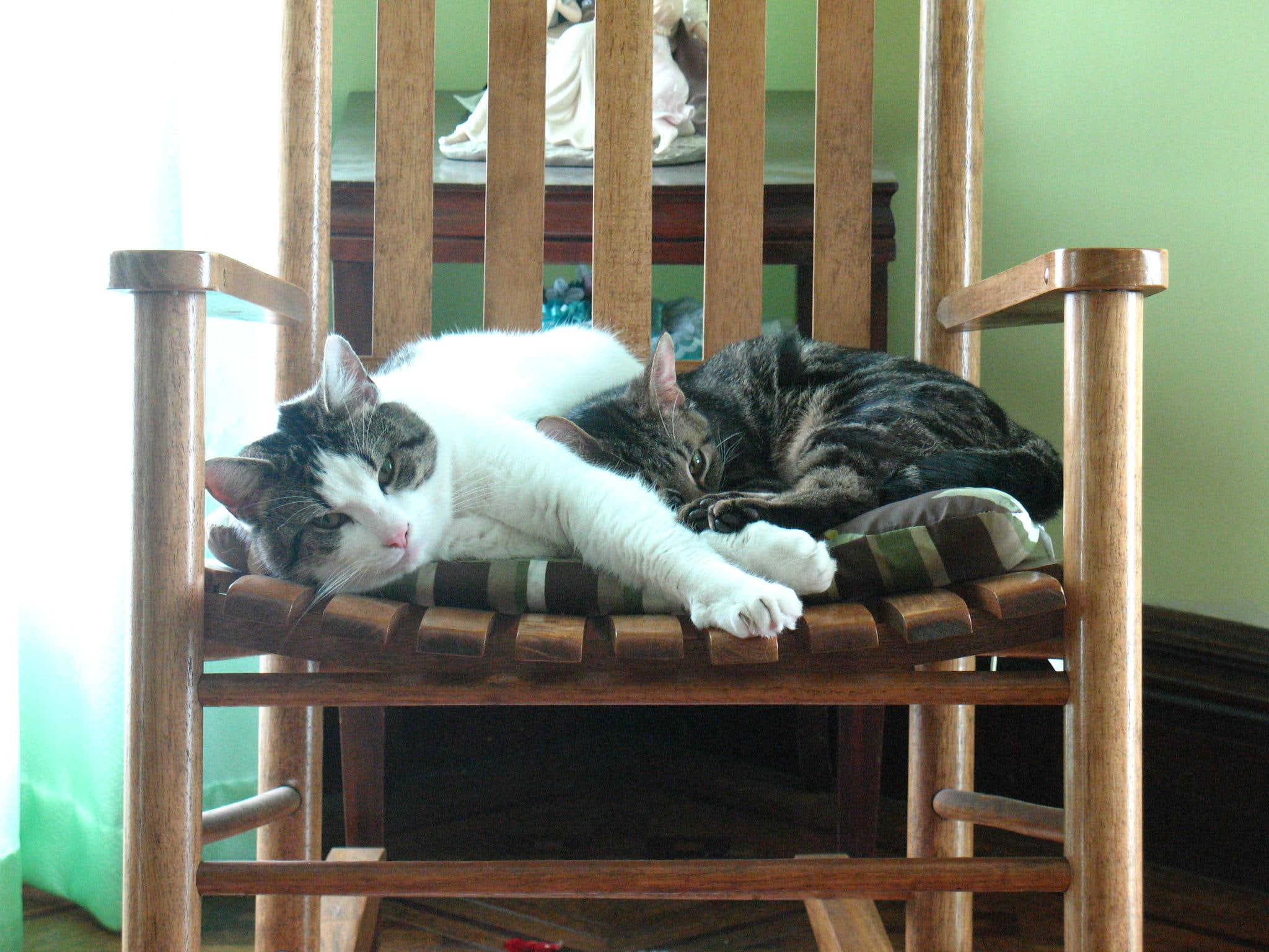 bit, tabby, brown, brothers, animals, 1080P, cute, frankie, lovable, two, gray, amp, cats, HD Wallpaper