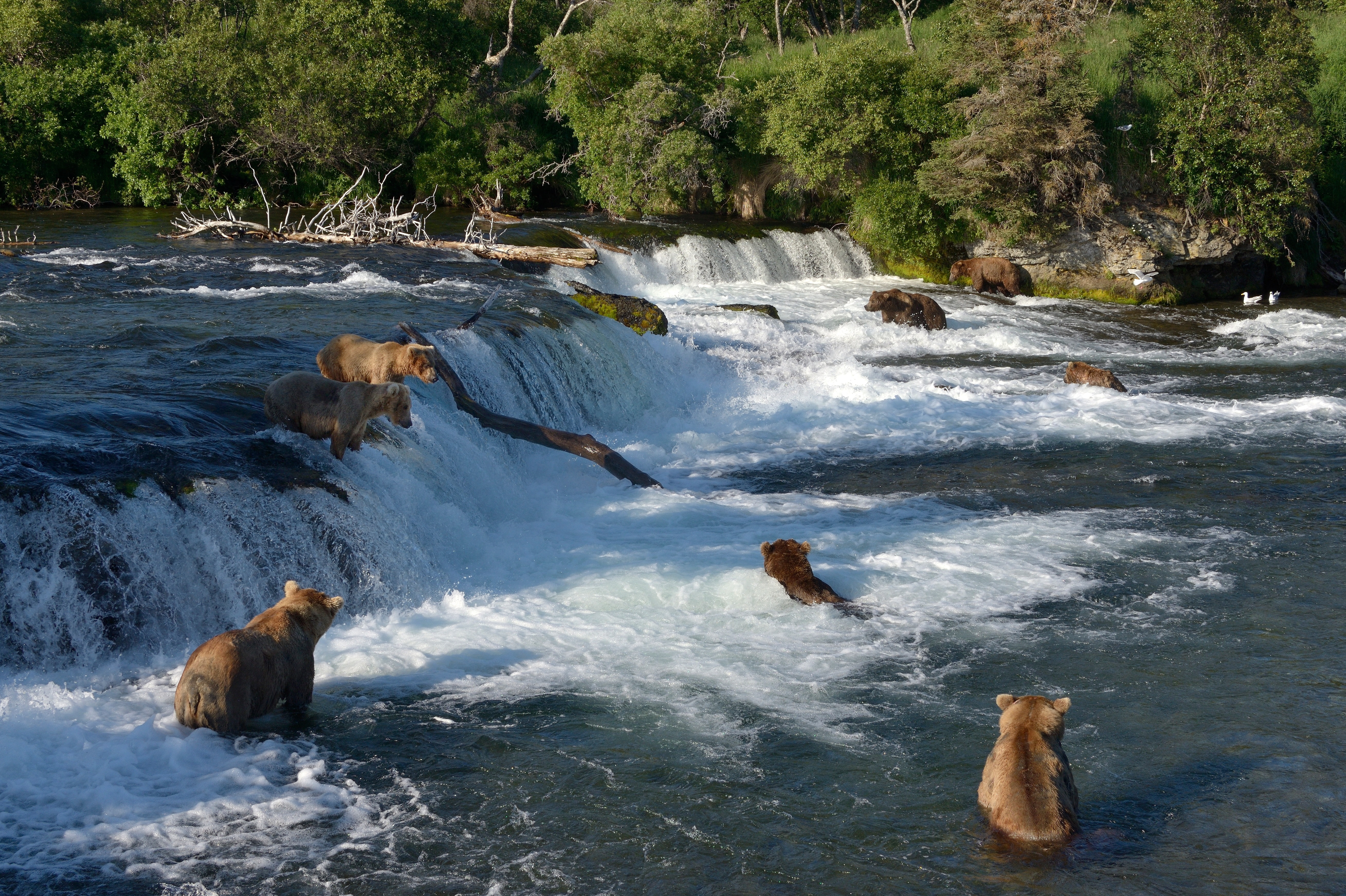 Alaska, fishing, The Katmai national Park, river, waterfall, Waterfall Brooks, River Brooks, bears, Katmai National Park, Brooks Falls, bathing, Brooks River, HD Wallpaper