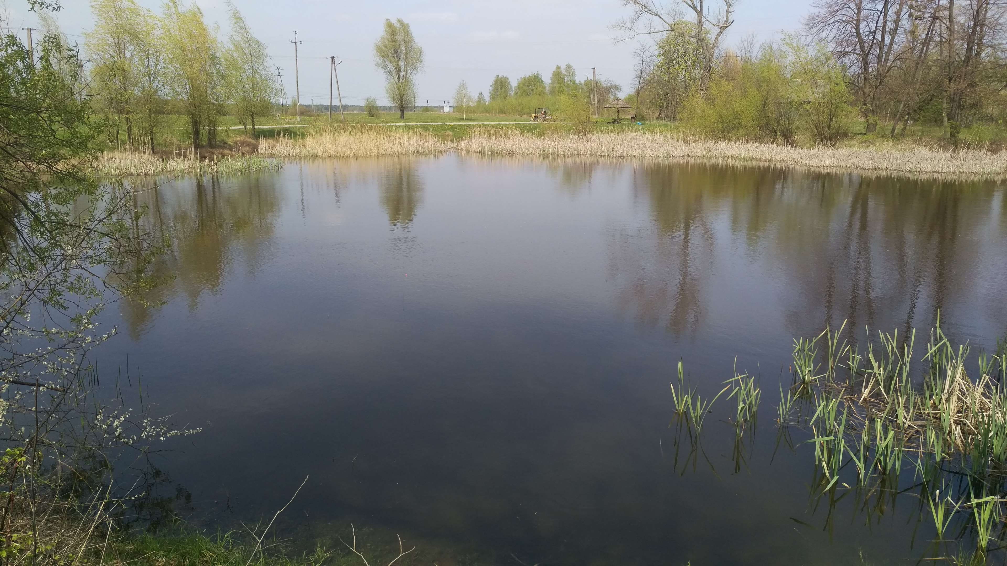 tree, tranquility, waterfront, plant, scenics - nature, day, reflection, non-urban scene, beauty in nature, reflection lake, water, grass, 4K, outdoors, HD Wallpaper