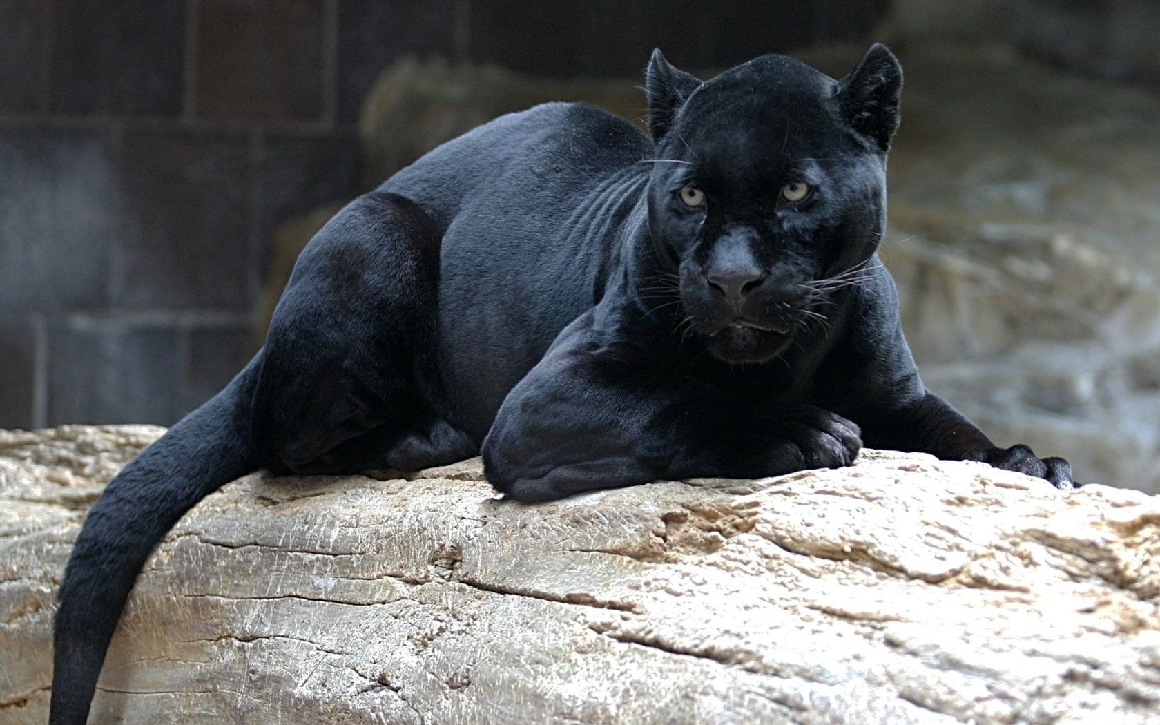 pets, panther, animal wildlife, solid, zoo, carnivore, lie, black Color, no people, lying Down, animal, large, predatory, one Animal, cute, resting, close-up, HD Wallpaper