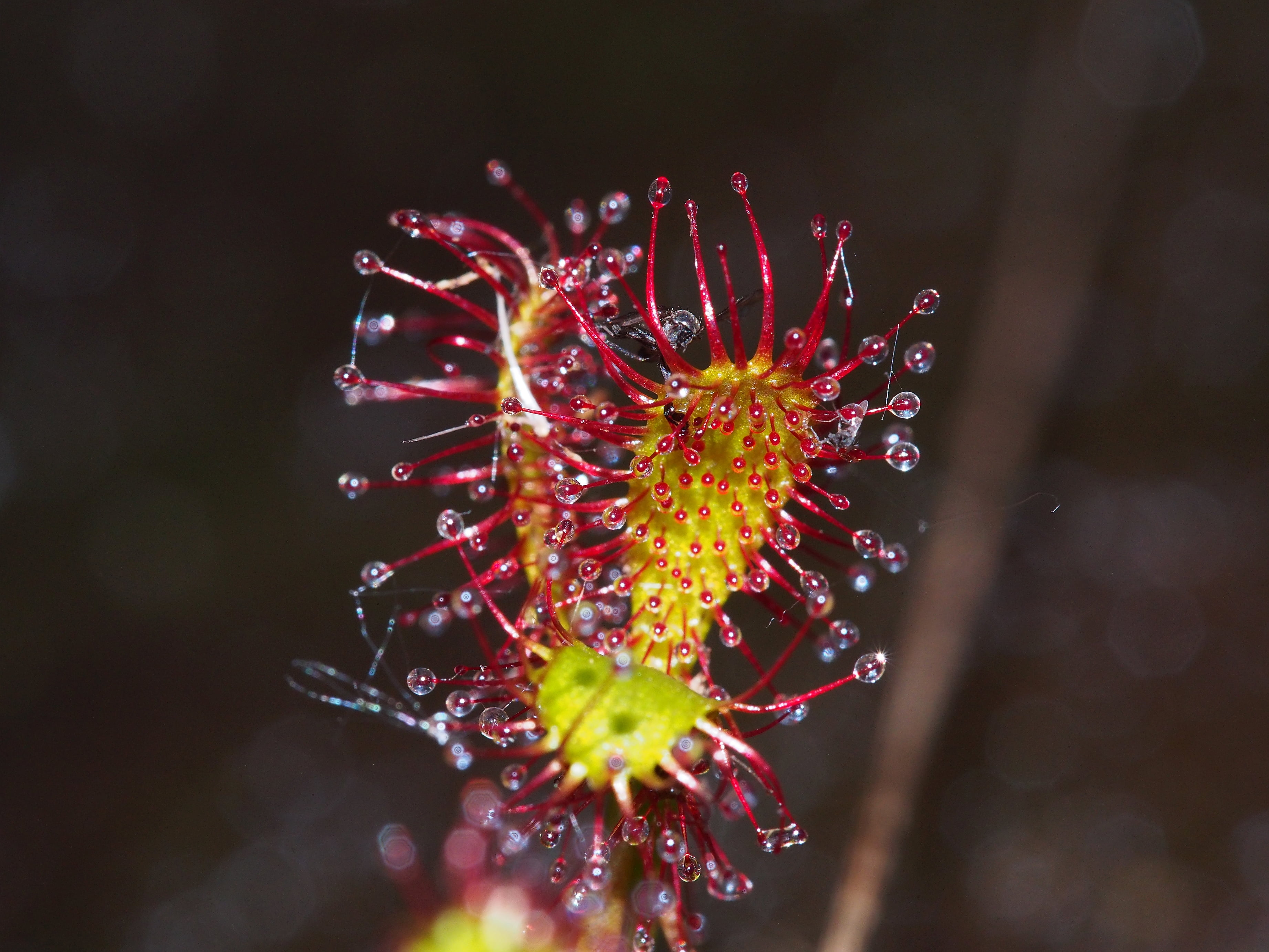 macro photography, close-up, rotundifolia, macro, Moor, green, plant, nature, carnivorous, red, flower, sundew, photography, 2K, HD Wallpaper