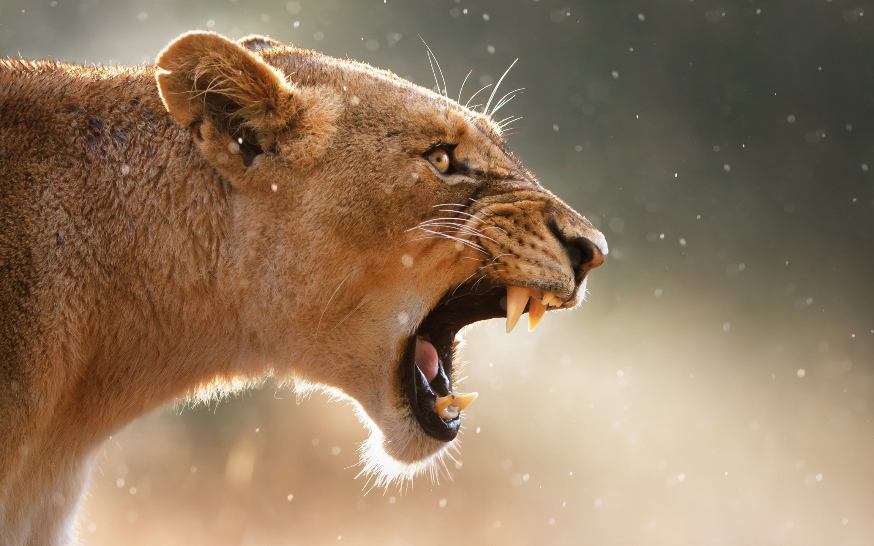 lions, lion, predator, cat, DJ, 2K, Carnivore, cats, HD Wallpaper