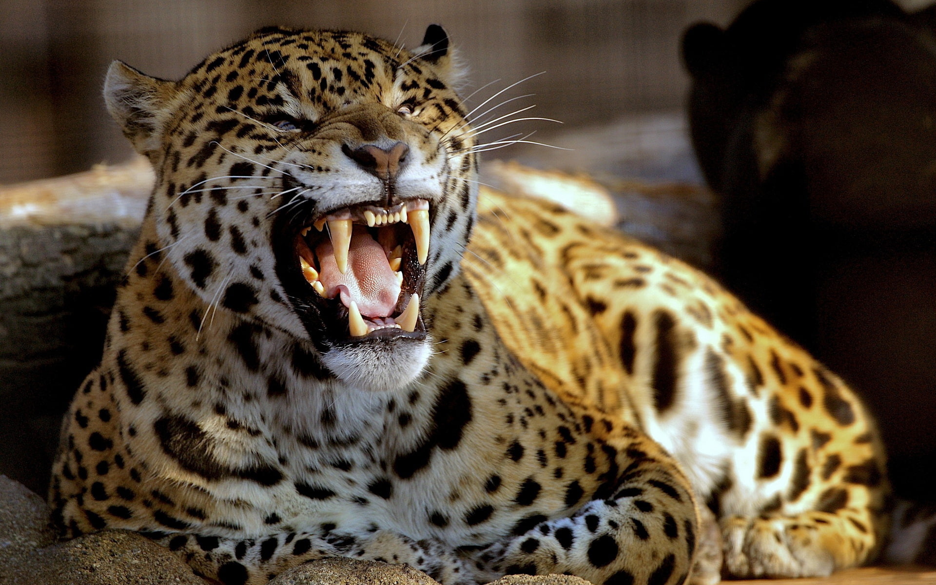 1080P, brown, hd, jaguar, animals, teeth, black, tiger, HD Wallpaper