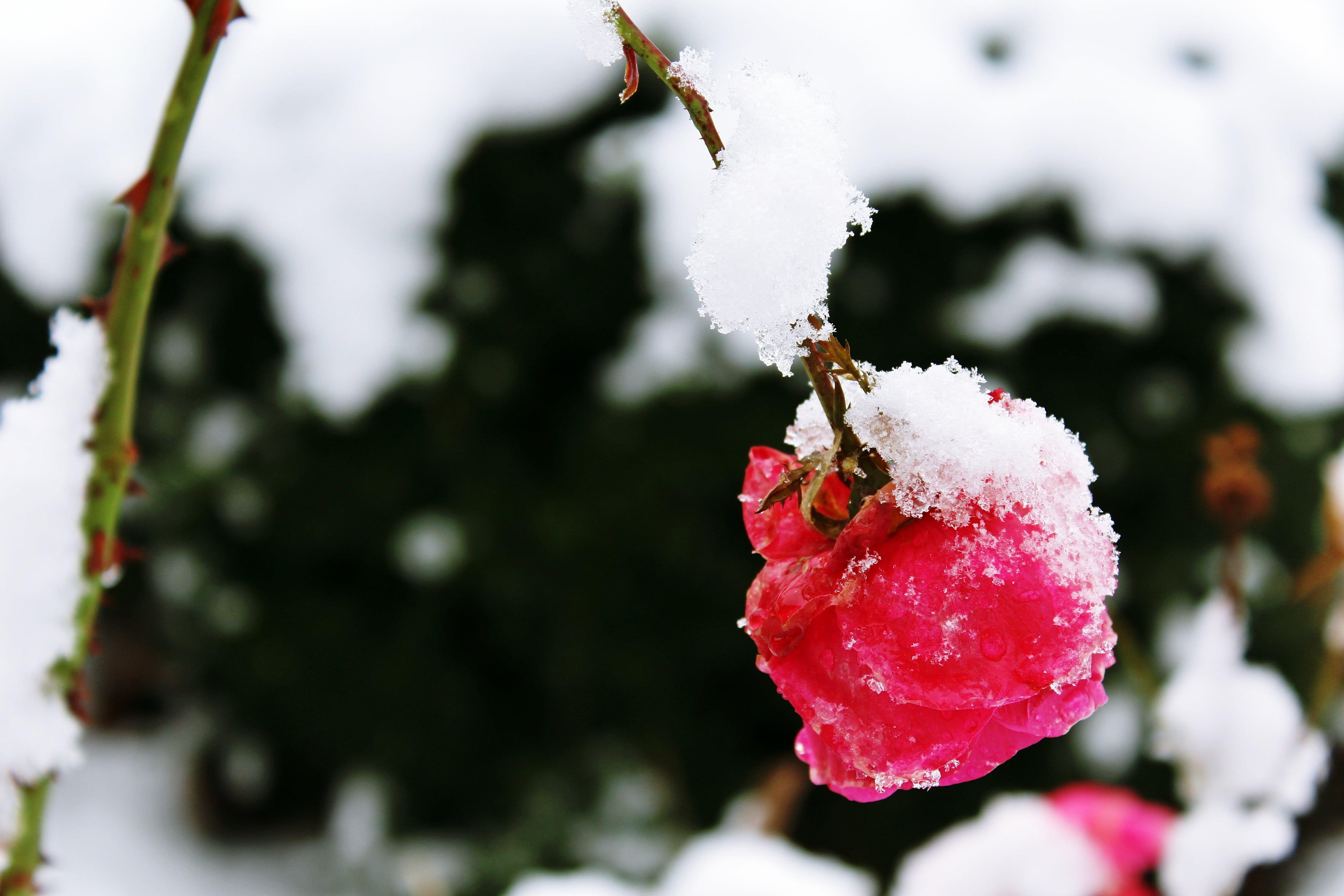rose, white, ice, beauty in nature, food and drink, shallow, winter, plant, cold temperature, photo, frost, focus on foreground, blizzard, icy, thorns, HD Wallpaper