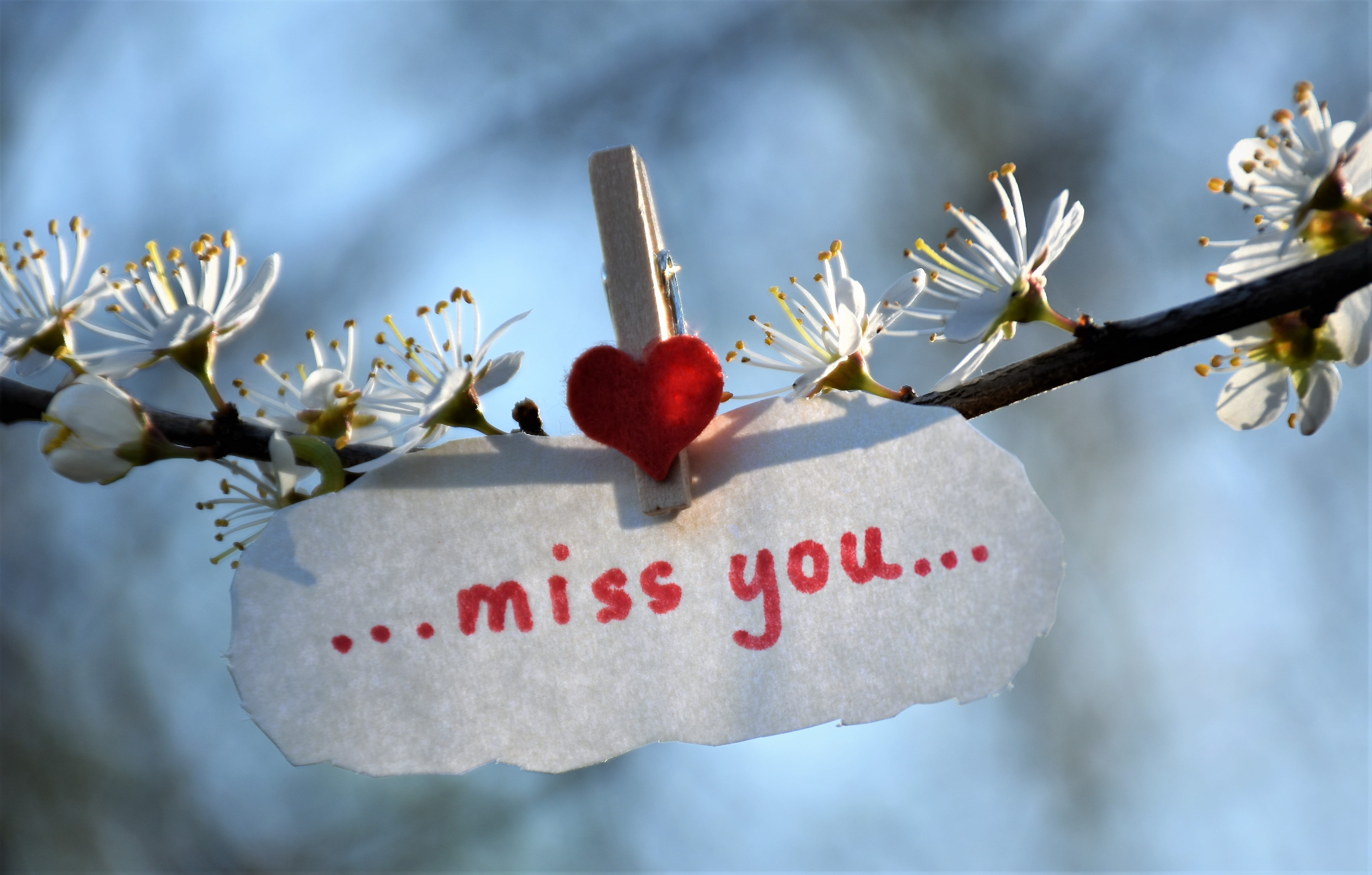 communication, text, western script, branch, love, loving memory, outdoors, day, red, condolence, tree, emotion, outdoor, 5K, focus on foreground, spring, HD Wallpaper