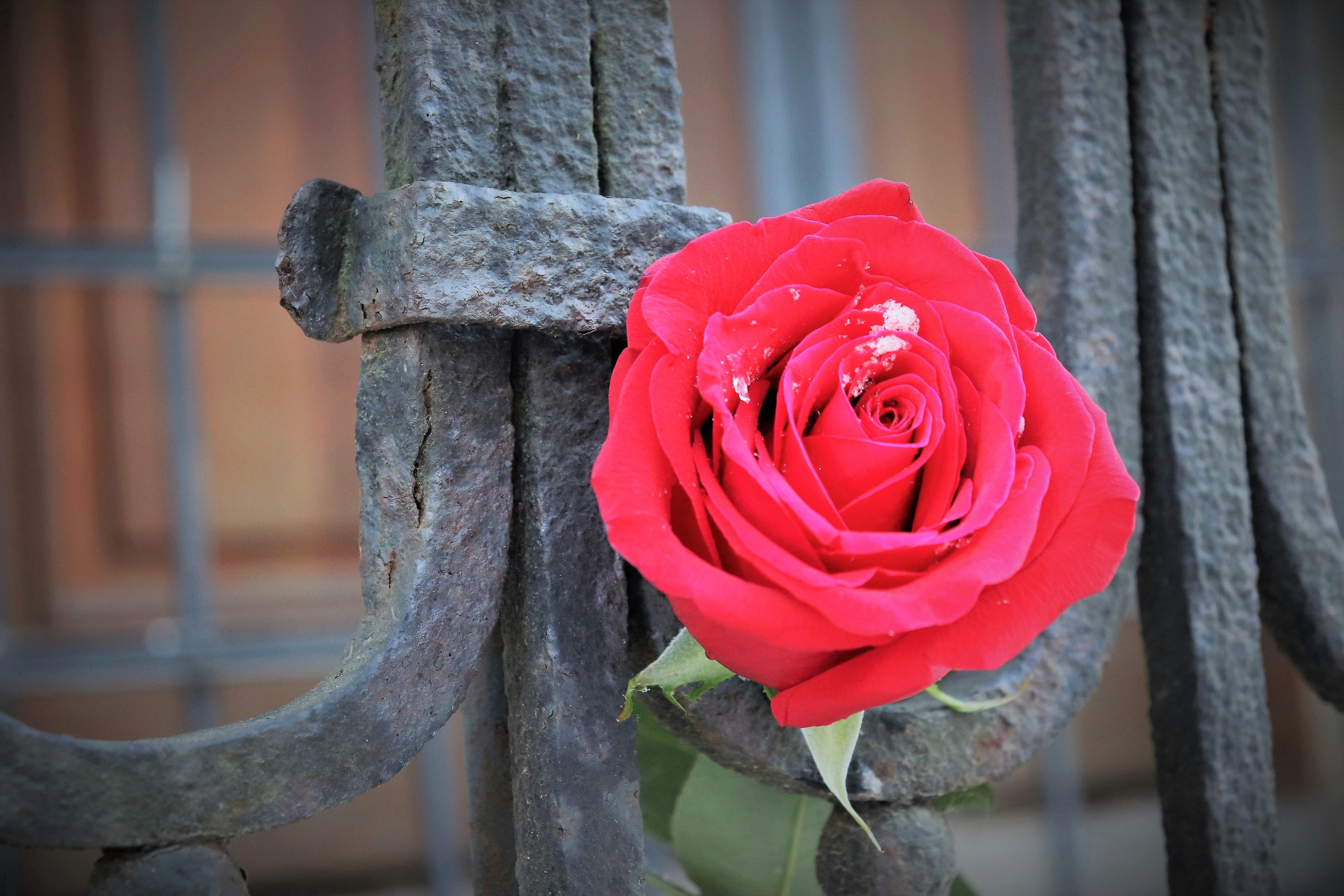 old iron fence, flower, rose, focus on foreground, 5K, petal, snowflakes, vulnerability, red, flowering plant, winter, beauty in nature, freshness, plant, HD Wallpaper