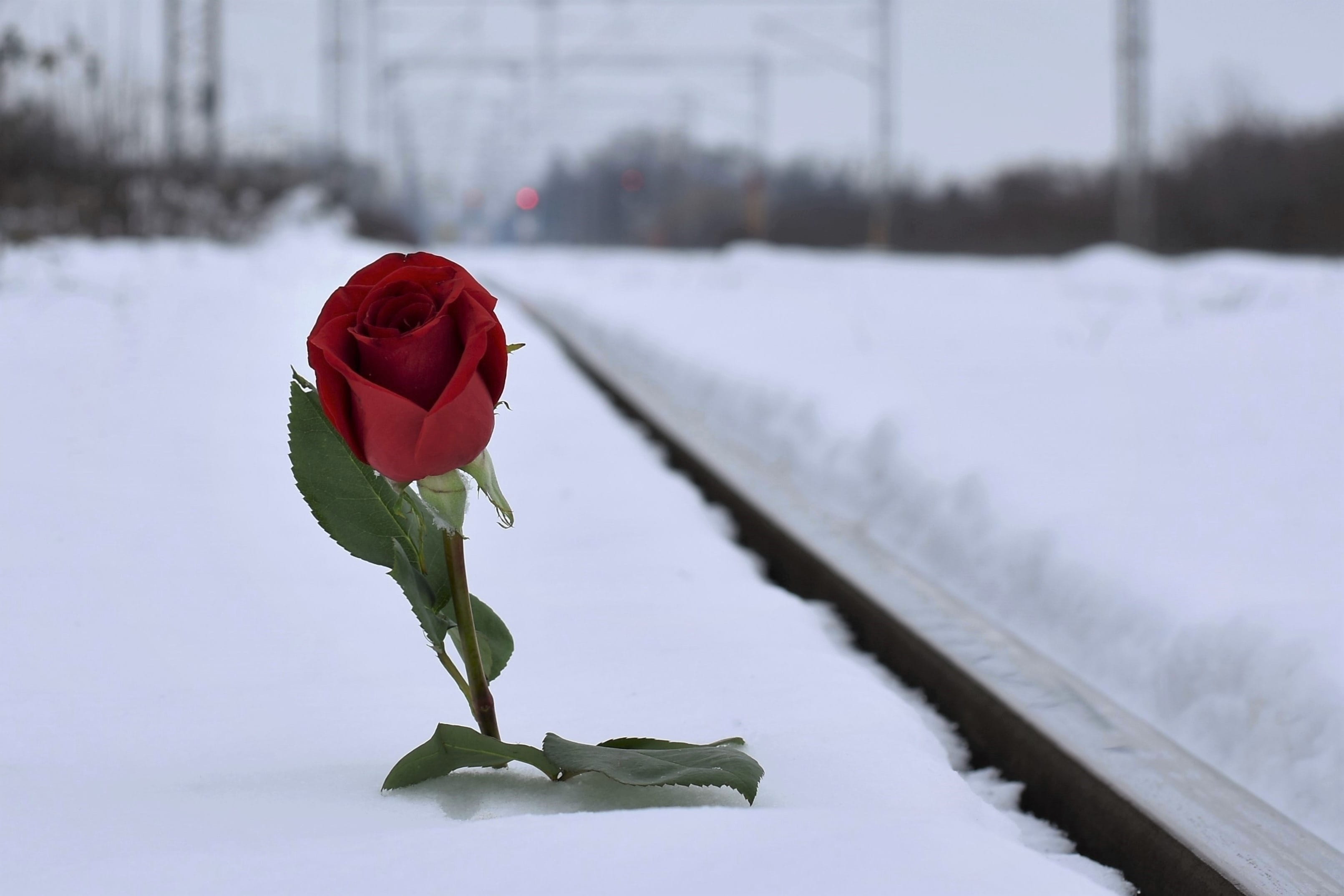frost, feeling of hopelessness, plant, flower, vulnerability, nature, red rose in snow, no people, growth, evening, railway, outdoors, 2K, outdoor, cold temperature, HD Wallpaper