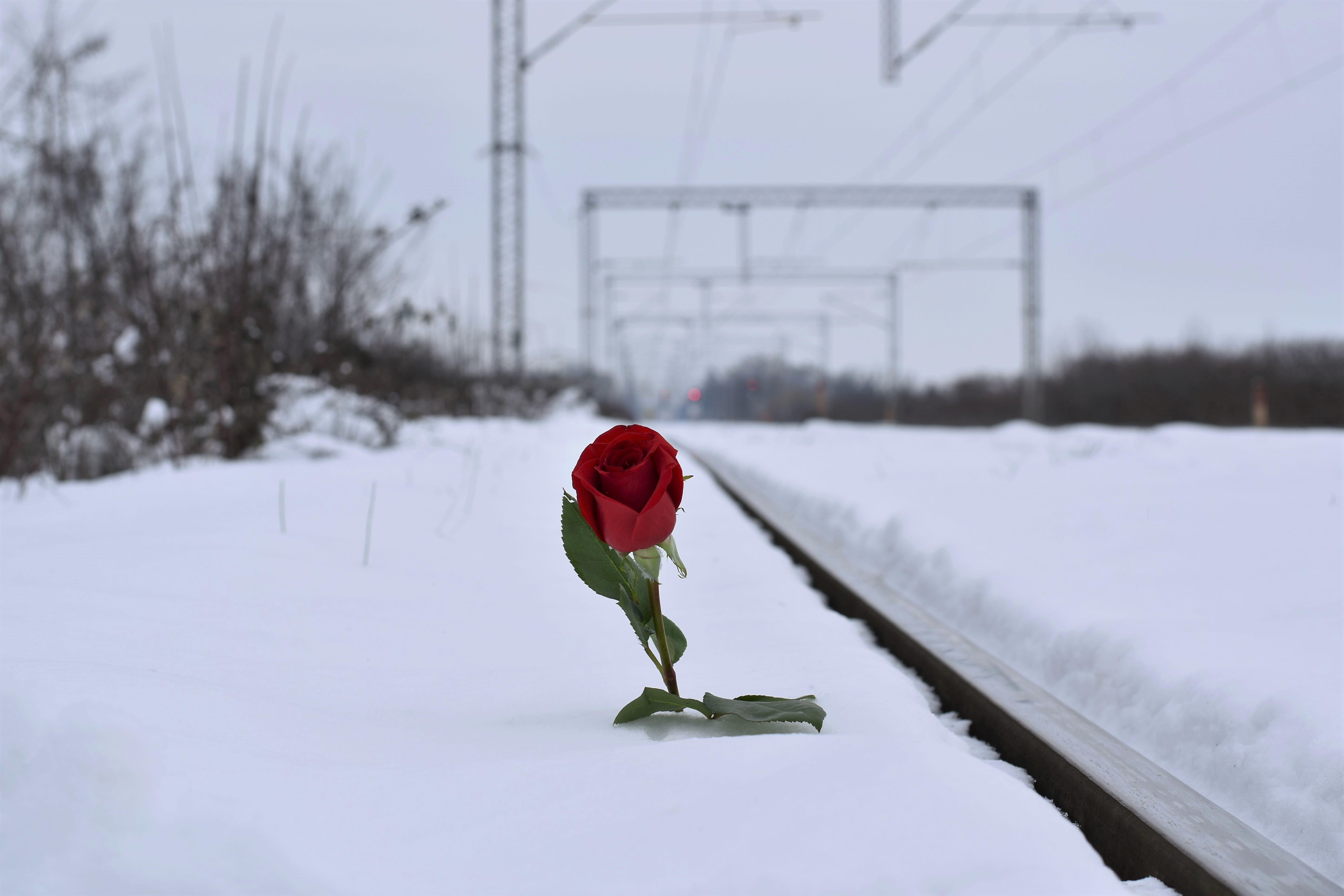 one person, plant, winter, cold temperature, of suicide on rail, red, cold, white color, nature, remembering all victims, outdoors, beauty in nature, land, HD Wallpaper