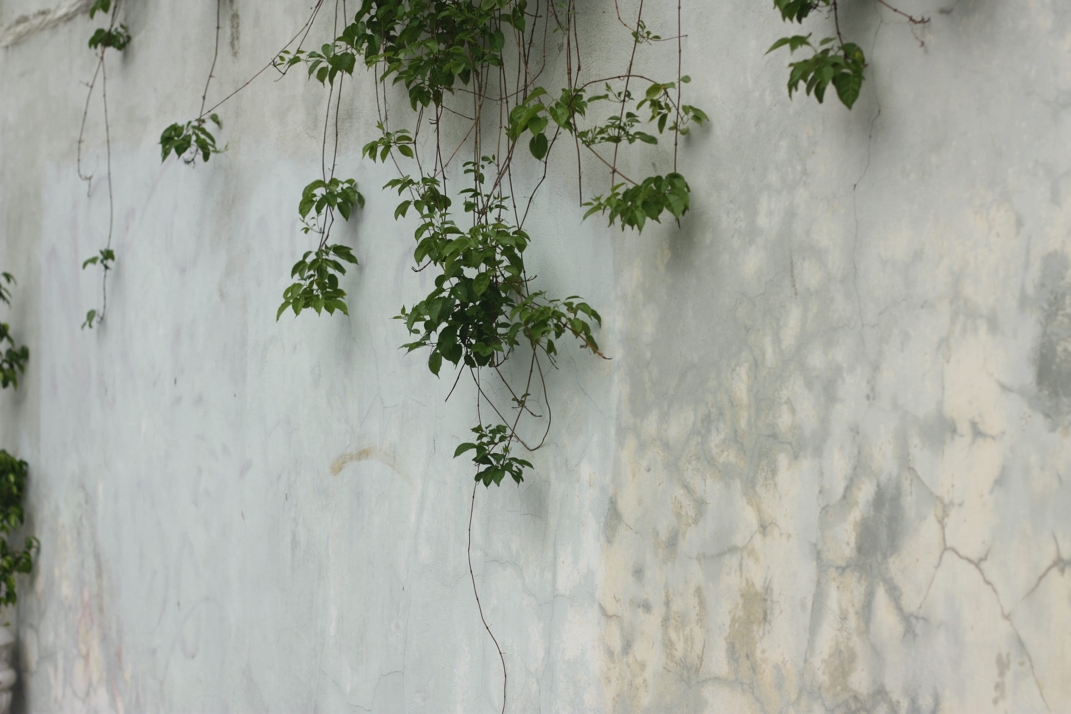 blossom, 4K, tree, green color, close-up, geranium, vine, jar, herbal, planter, textured, backgrounds, plant, built structure, ikebana, architecture, nature, HD Wallpaper