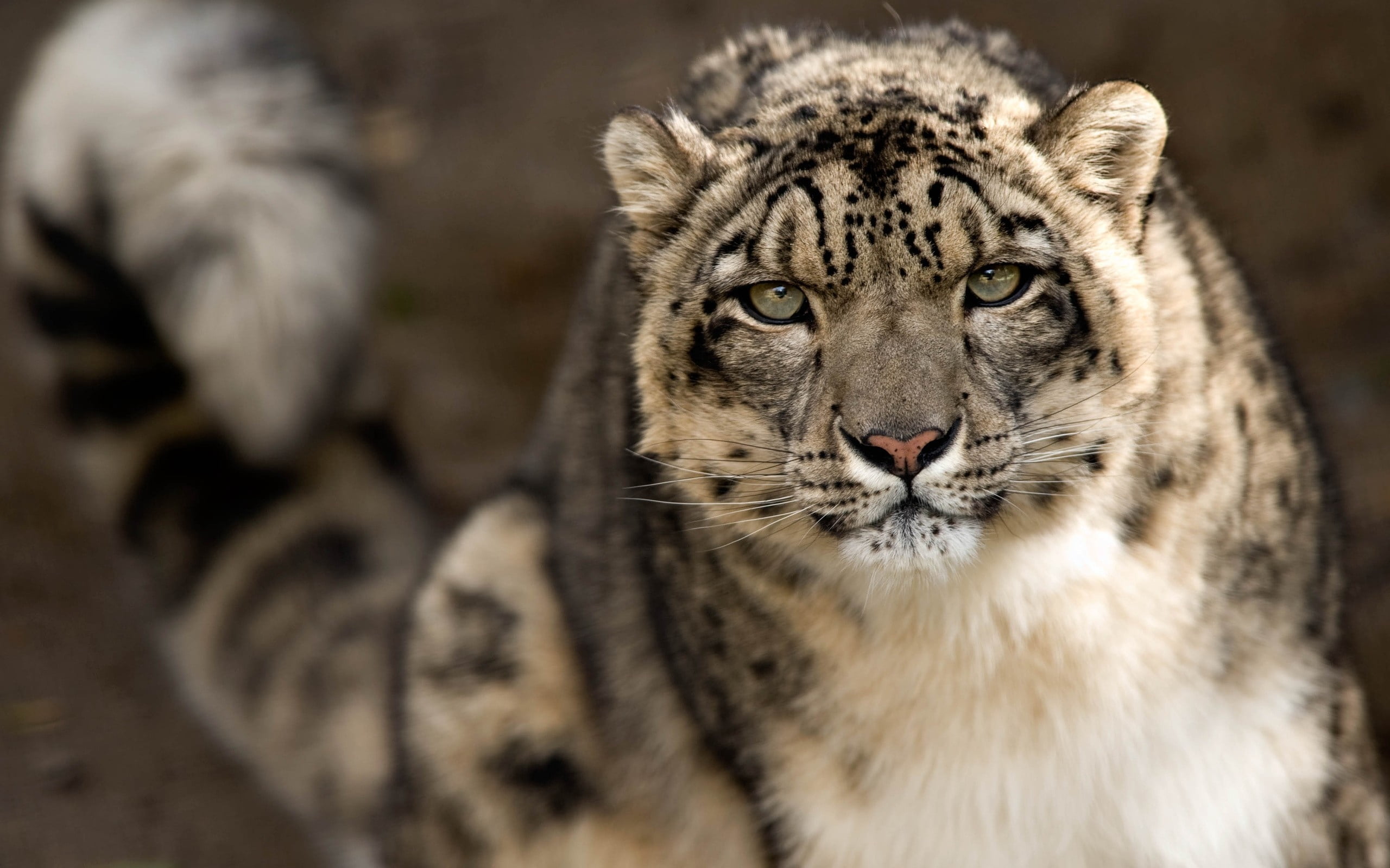 carnivore, safari Animals, animals Hunting, undomesticated Cat, animal Head, outdoors, cat, feline, animal wildlife, danger, animal Eye, animals And Pets, HD Wallpaper