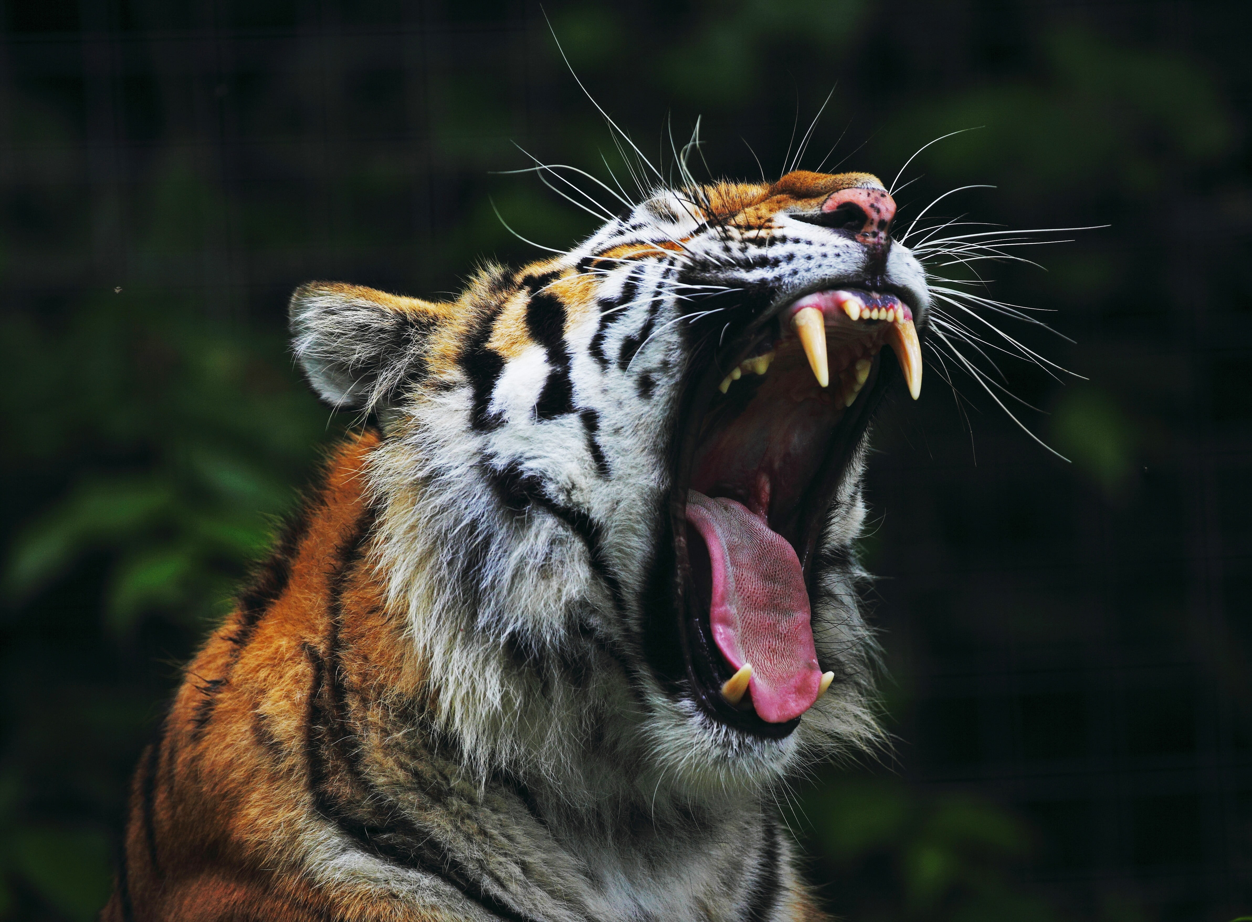 tigris River, siberian Tiger, teeth, safari Animals, animal teeth, large, snarling, aggression, cruel, looking, cat, tropical Rainforest, undomesticated Cat, HD Wallpaper