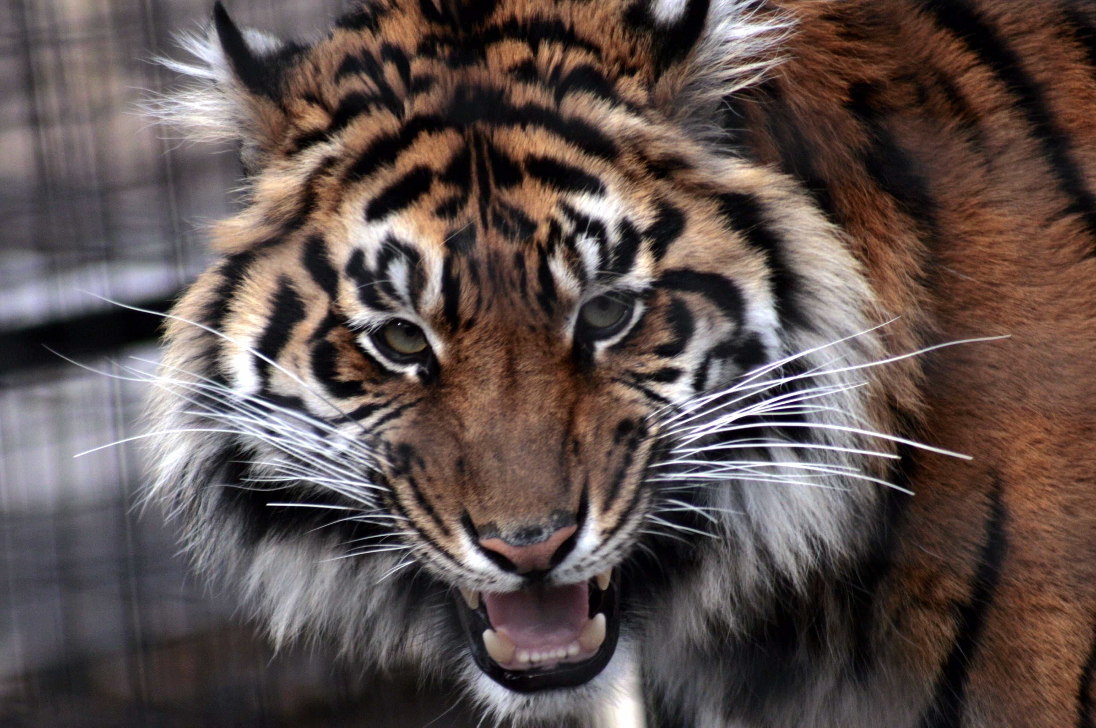 endangered Species, animal Eye, whisker, animals Hunting, 2K, cruel, anger, animal body part, animal themes, large, close-up, tigris River, safari Animals, HD Wallpaper