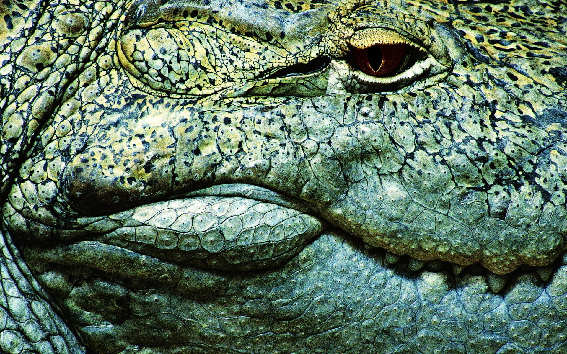 vertebrate, reptile, endangered Species, animal, animal Teeth, eye, nature, wildlife, zoo, green Color, animal wildlife, teeth, animals In The Wild, animal Eye, HD Wallpaper