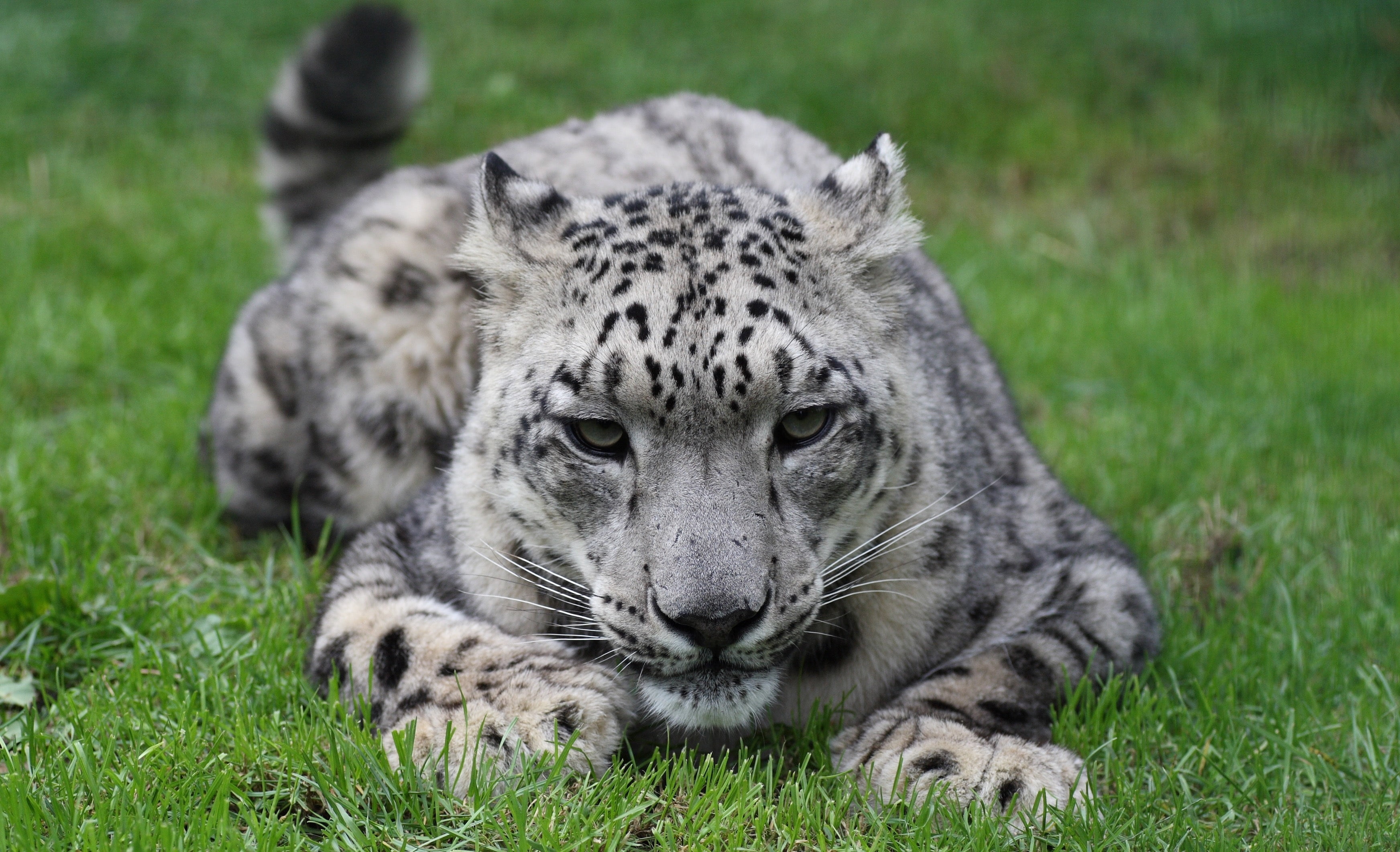 white, tiger, mammal, extinct, undomesticated Cat, animals In The Wild, danger, staring, cat, one Animal, spotted, portrait, fur, animals Hunting, big Cat, HD Wallpaper