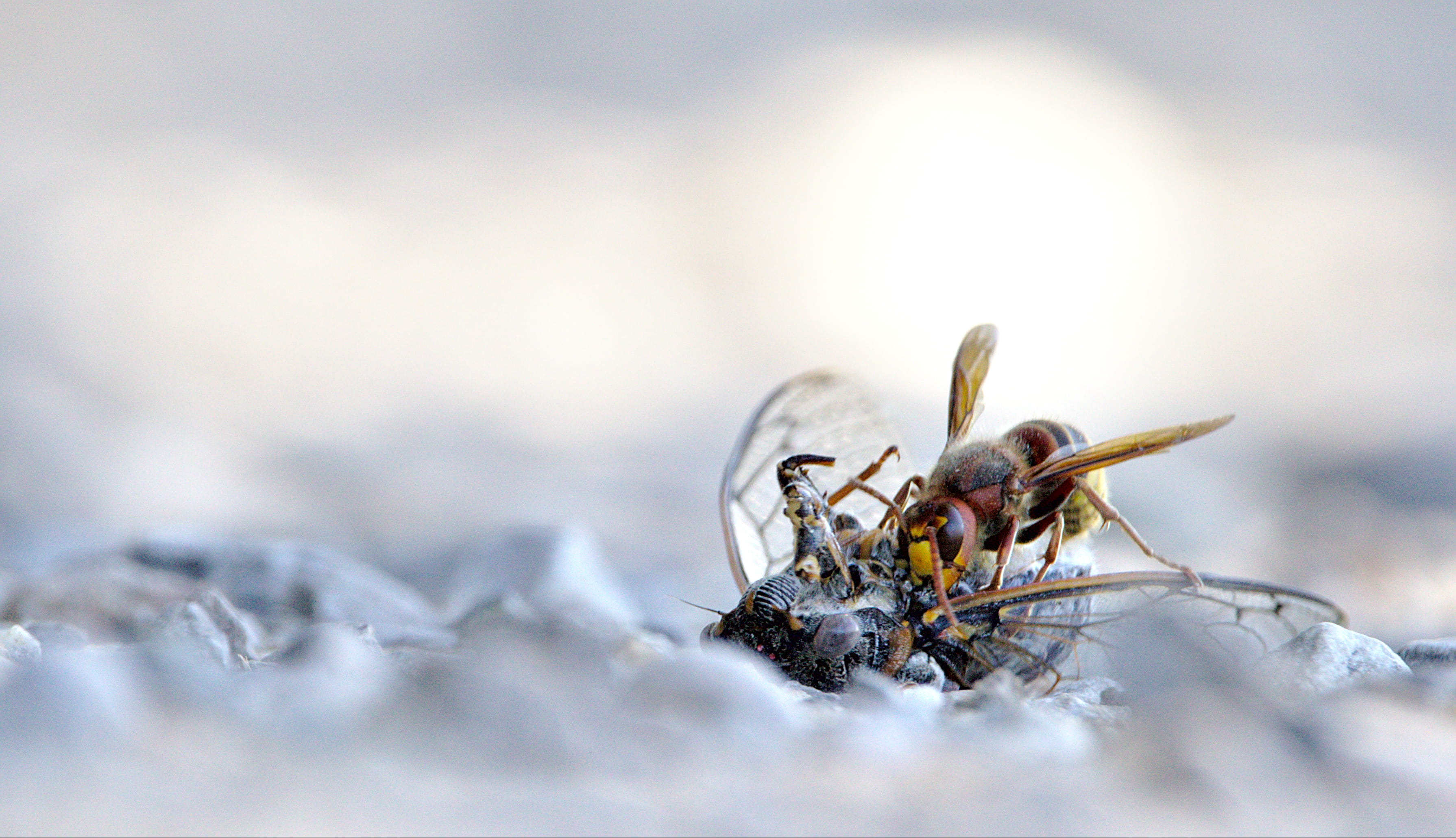 photography, animal, one animal, 2K, close-up, macro, wildlife, animals in the wild, hornet, copy space, photo, cruel, outdoors, invertebrate, focus on foreground, HD Wallpaper
