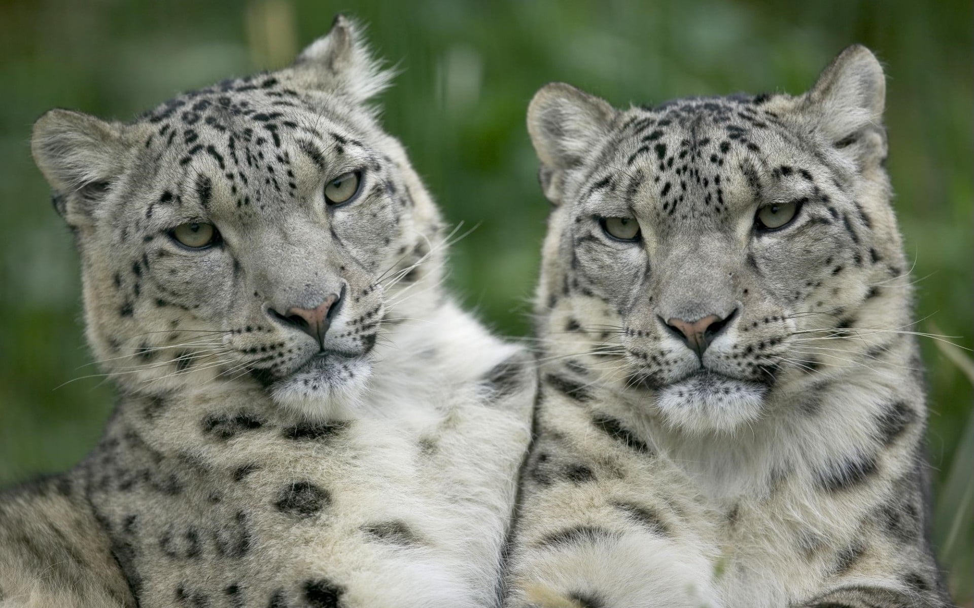 focus on foreground, group of animals, predator, portrait, one Animal, animal, look, tiger, relaxation, looking, nature, white tiger, africa, day, endangered Species, HD Wallpaper