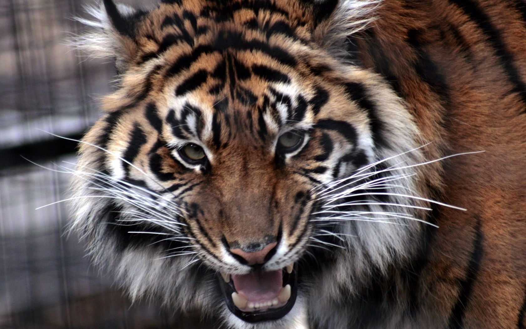 zoo, tigris River, close-up, eyes, snarling, tropical Rainforest, carnivore, feline, animals Hunting, bengal, animal Eye, nature, animals In The Wild, 720P, HD Wallpaper
