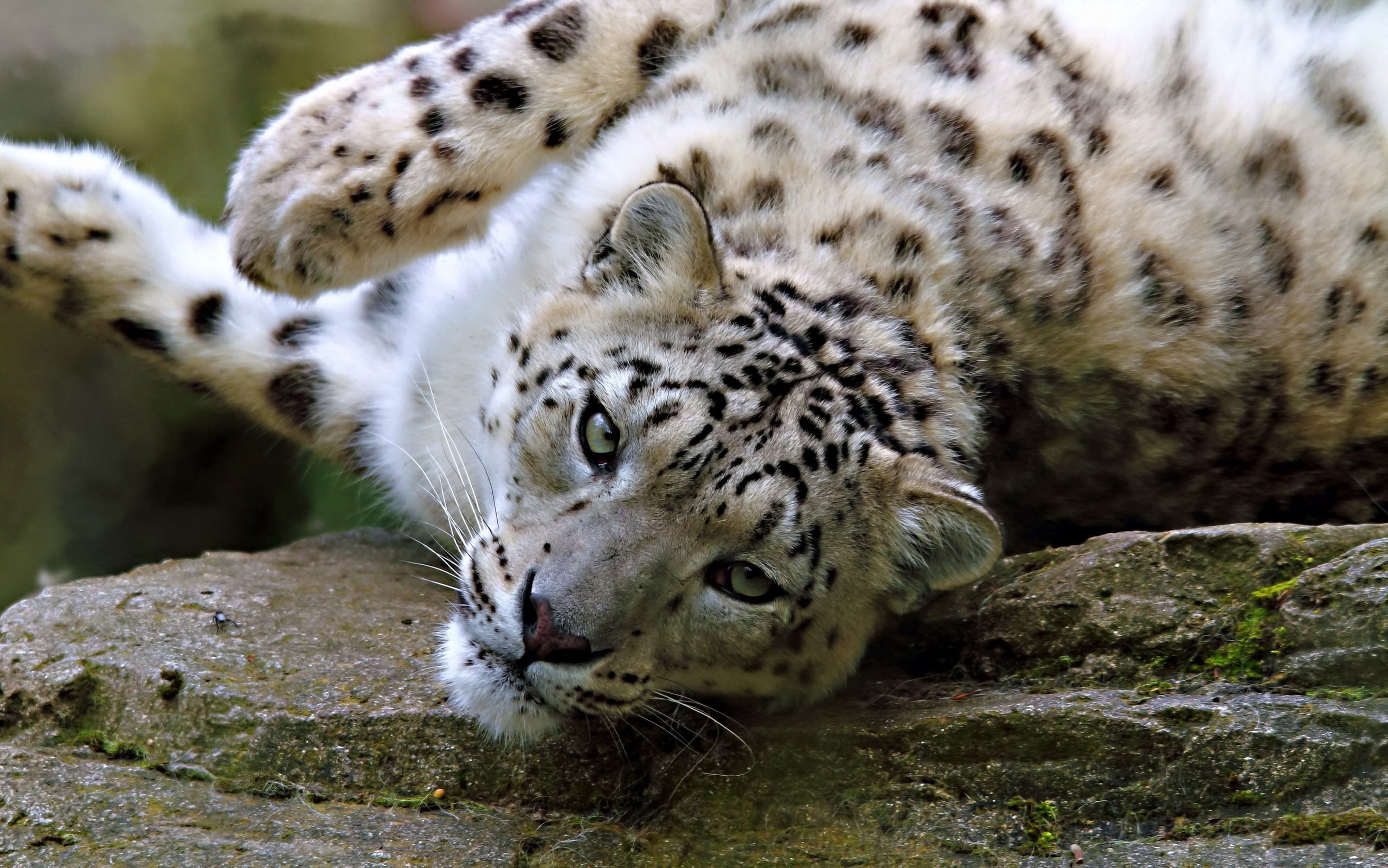 cat, beauty In Nature, carnivora, relaxation, wildlife, snout, day, staring, wilderness Area, danger, wildlife Reserve, undomesticated Cat, zoo, mammal, HD Wallpaper