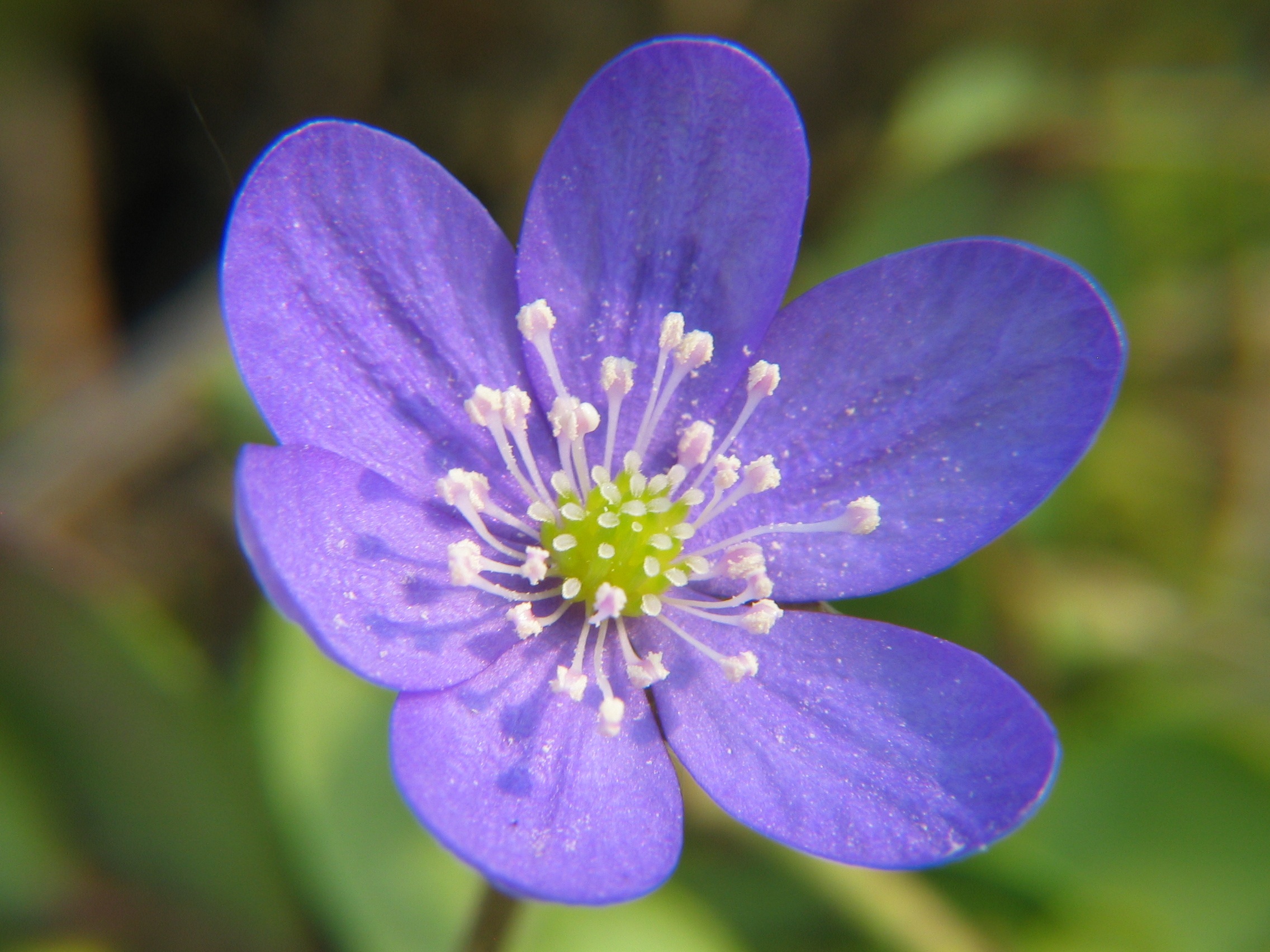 vulnerability, blue violas, plant, freshness, güldin leberkrut, black leaf herb, bloom, gulden clover, beautiful, gold dress, anemone, steiblueomli, forth flowers, HD Wallpaper