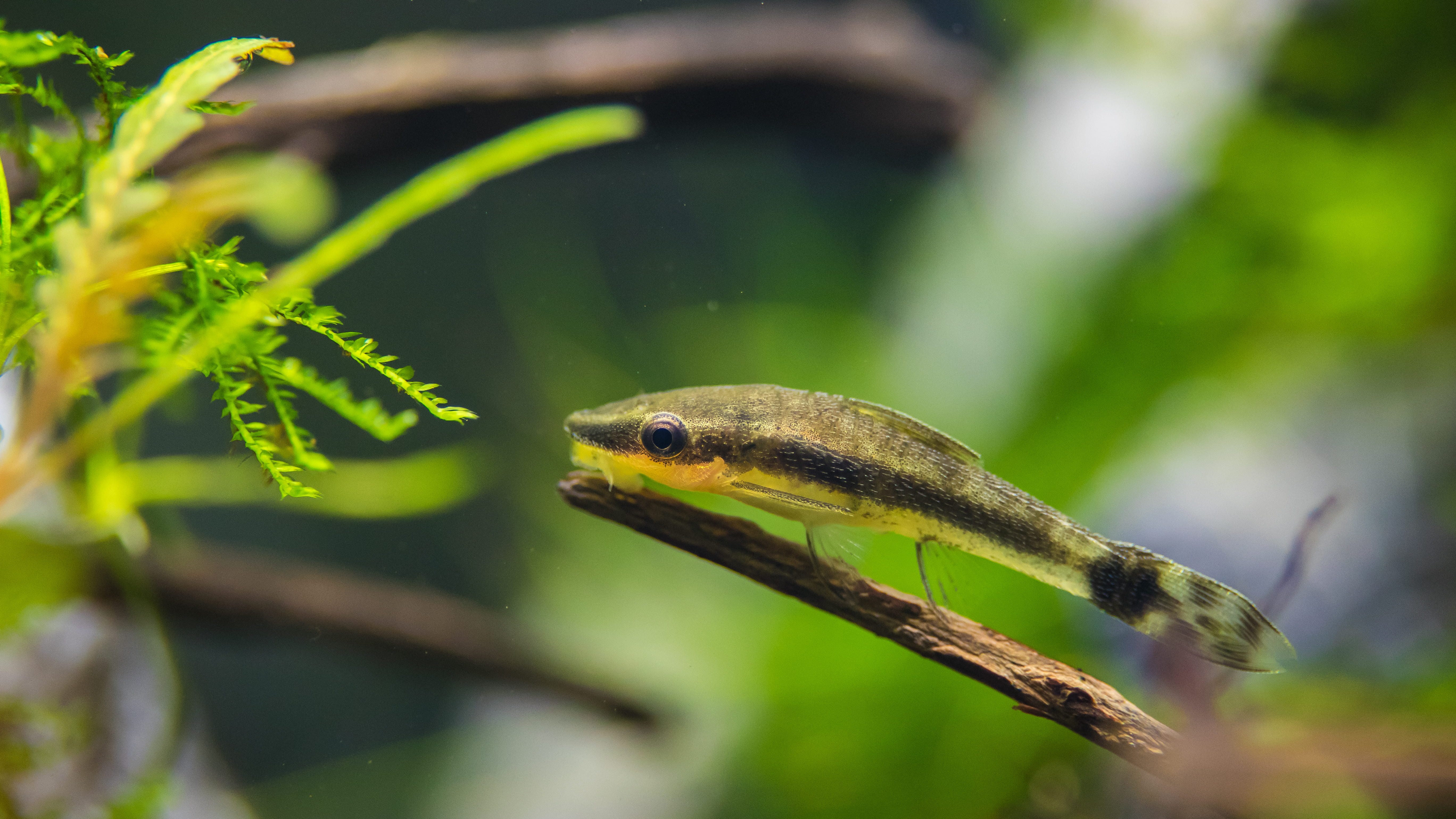 selective focus, plant part, tank, twig, close-up, animal wildlife, affinis, reptile, aquarium, green, one animal, animals in the wild, animal themes, plant, HD Wallpaper