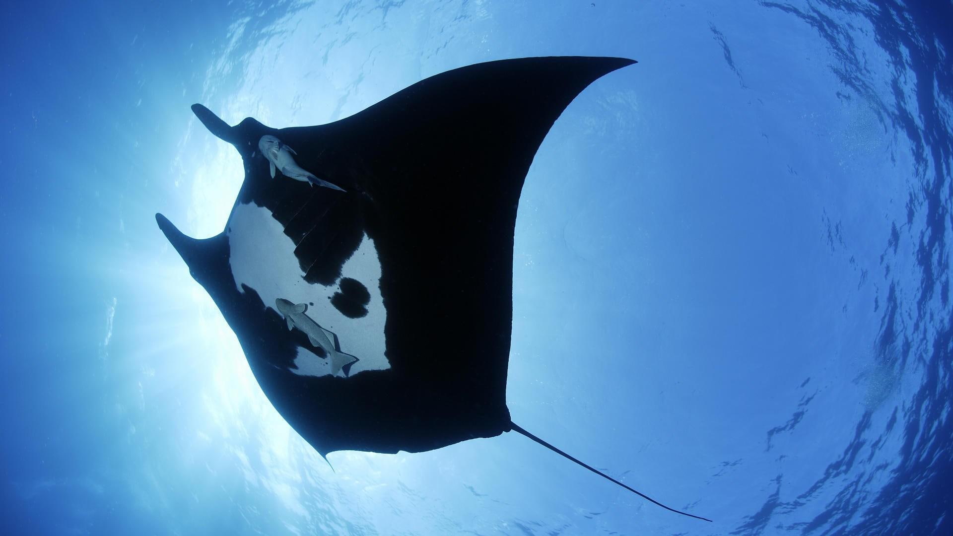 catfish, 1080P, underwater, awesome, ocean, HD Wallpaper
