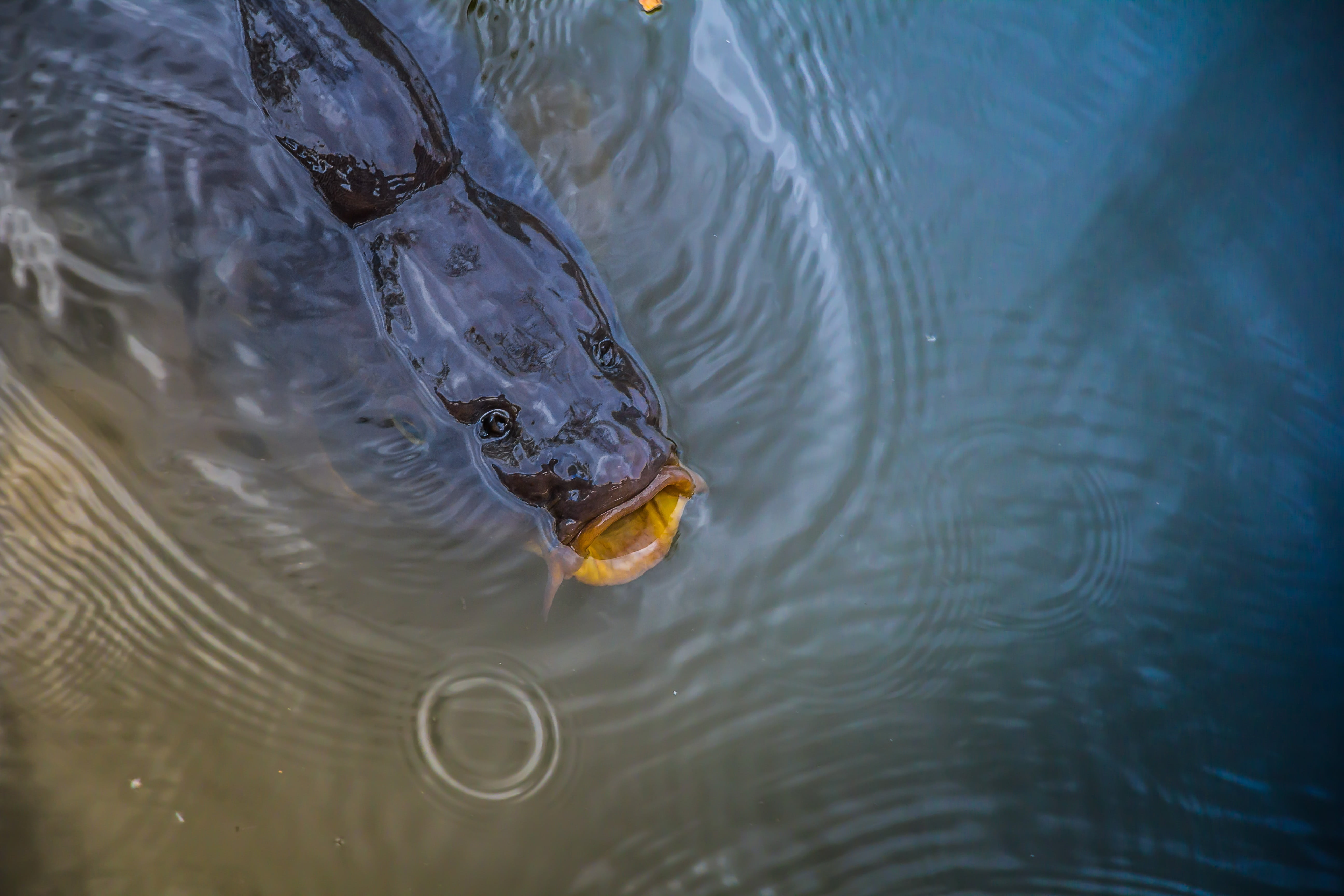 body, swim, swimming, high angle view, animal, liquid, marine, lake, symbol, black, deep, animal themes, life, outdoors, rippled, day, one animal, motion, HD Wallpaper