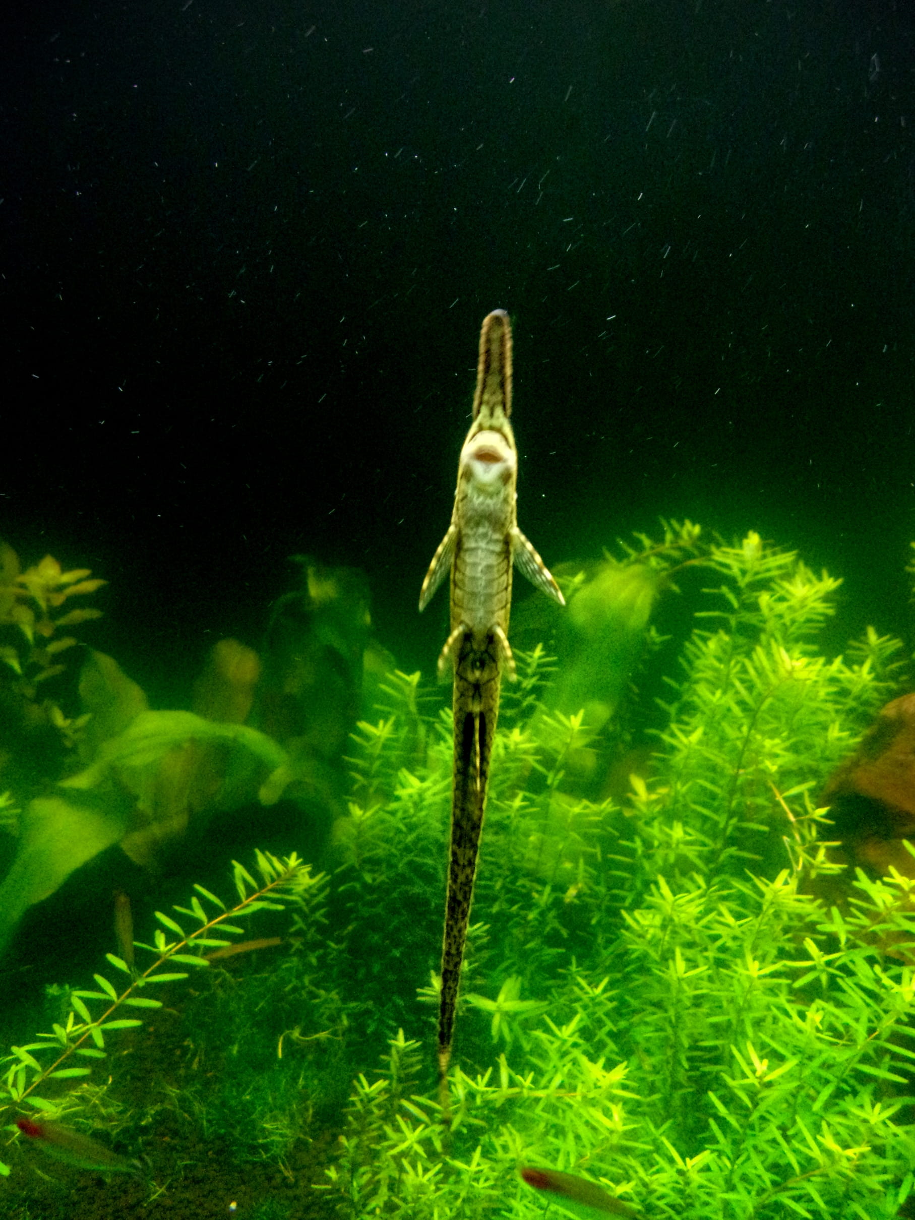 tank, 1080P, no people, hobby, animal wildlife, twig, vertebrate, green color, color, underwater, tropical, nature, swimming, aquarium, marine, small, Phone HD Wallpaper