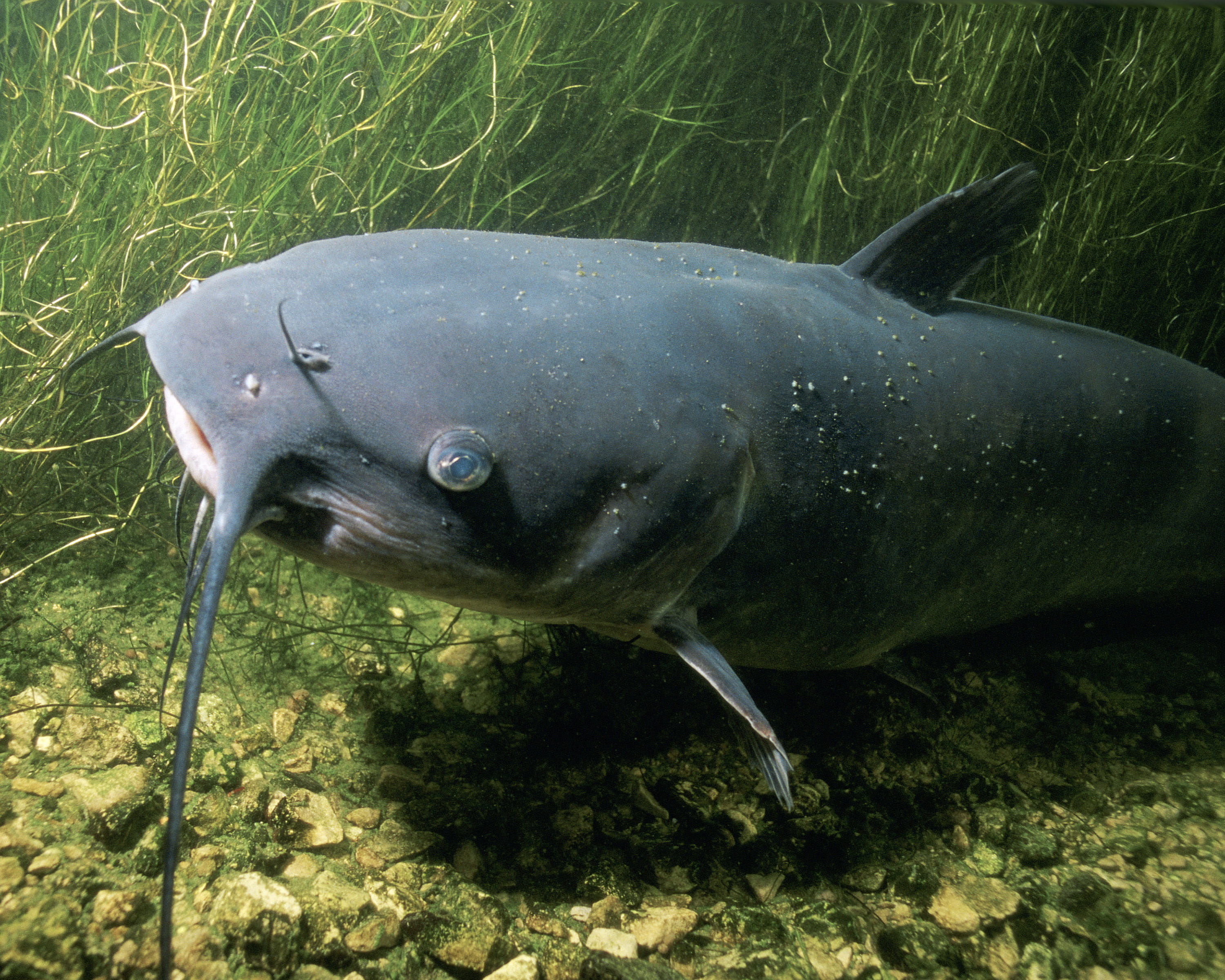 undersea, underwater, nature, photo, punctatus, grass, fishing, day, sea Life, Channel Catfish, animal themes, no people, swimming, marine, animal wildlife, HD Wallpaper