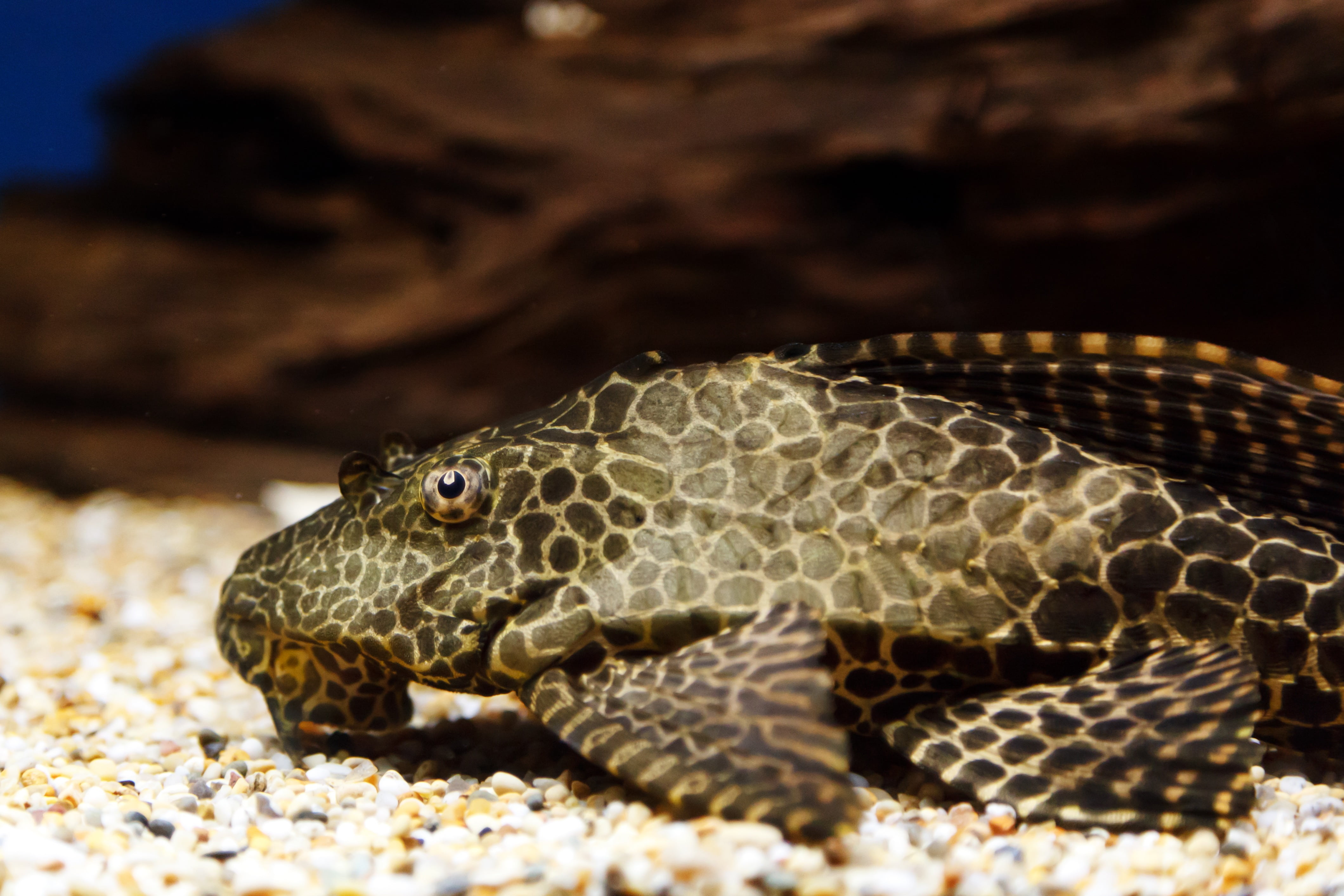 reptile, creature, animal wildlife, cleaner, tortoise, turtle, aquarium, animals in the wild, eye, animals in captivity, marine, brown, swim, sea, natural pattern, HD Wallpaper